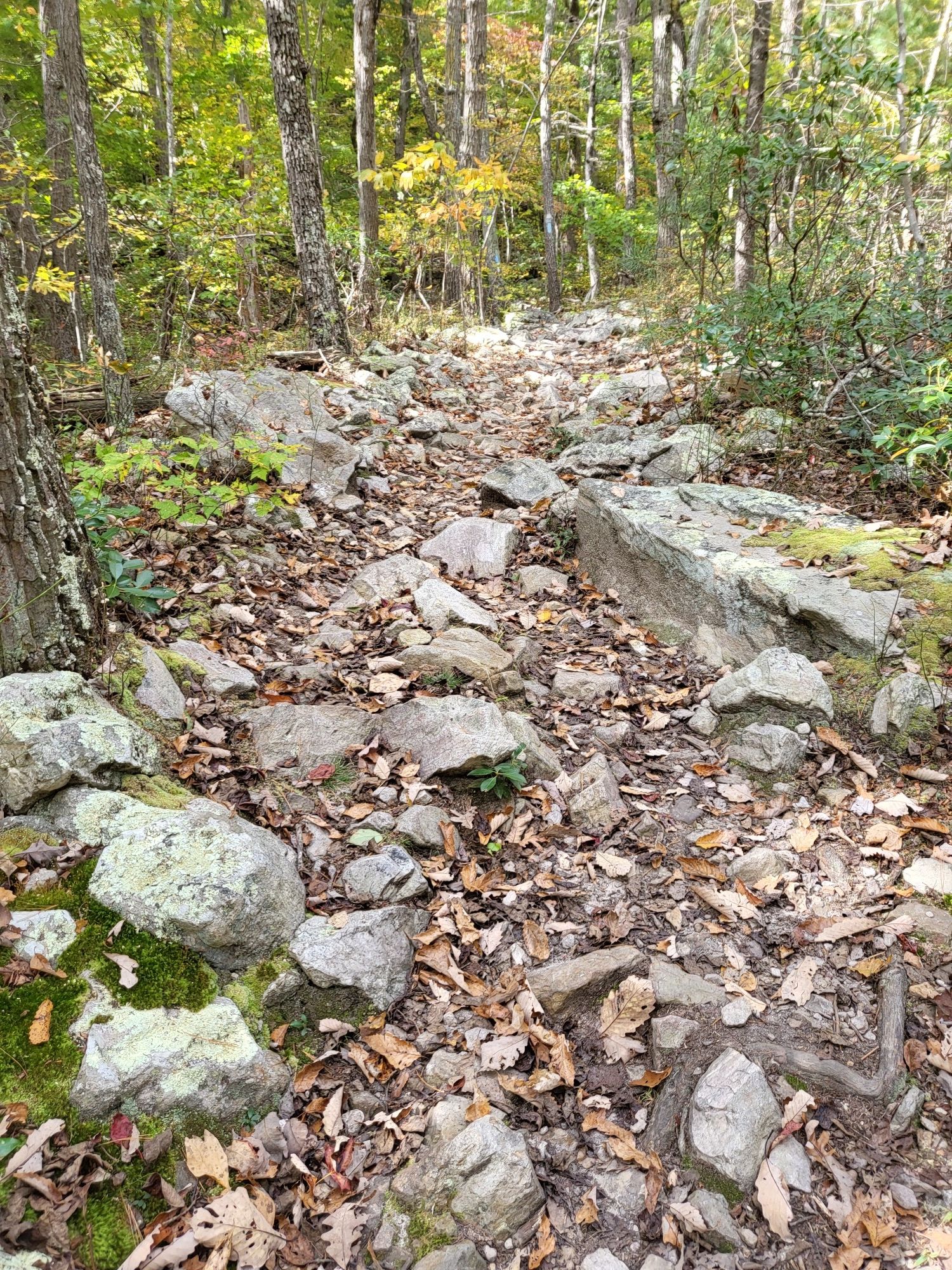 A rocky, leaf-strewn forest trail winds uphill through dappled sunlight. - Mudhole Gap Trail Loop