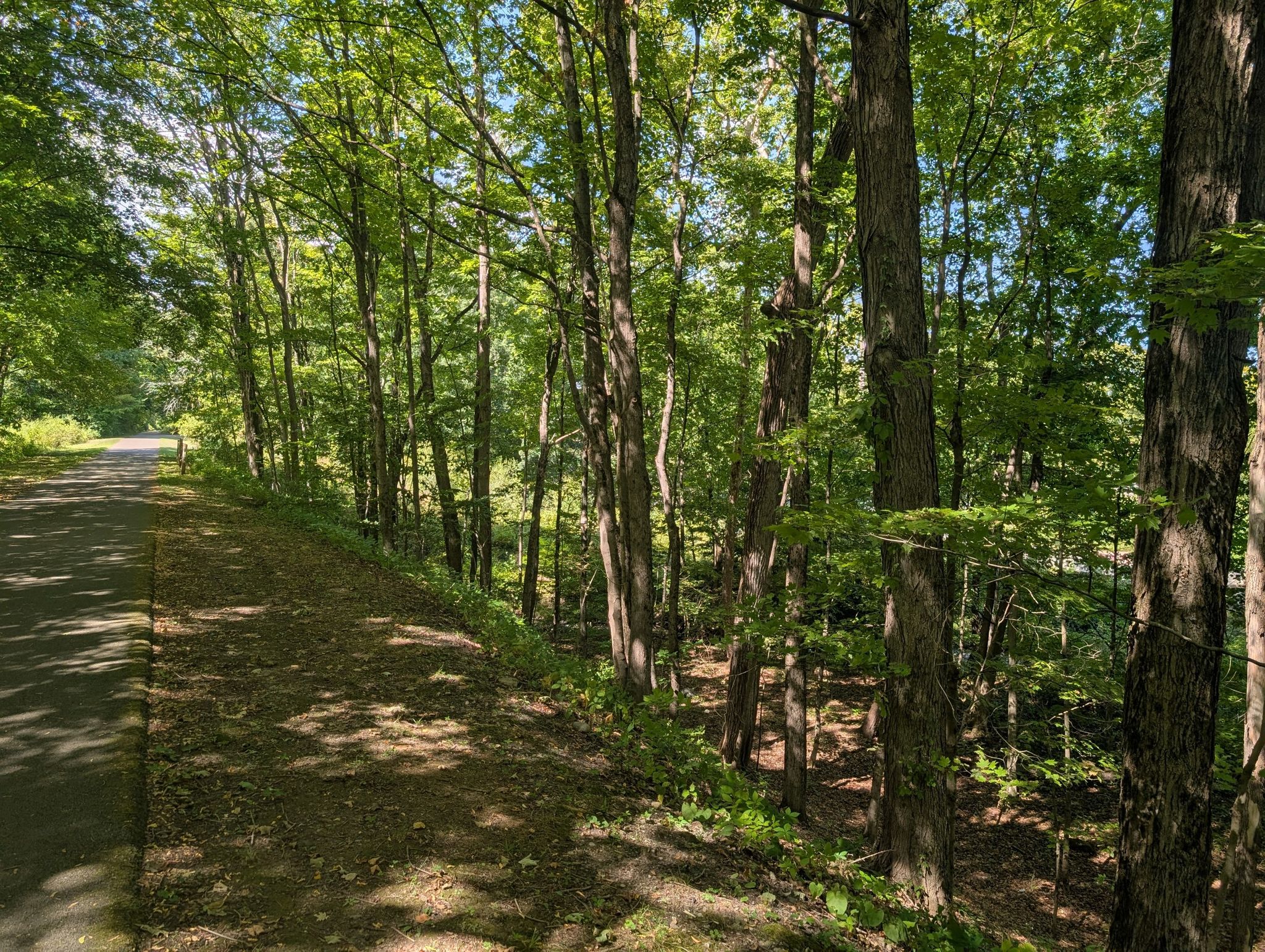 Paved path next to a sun-dappled forest with tall trees. - Mohawk-Hudson Bike & Hike Trail loop from Mohawk River State Park