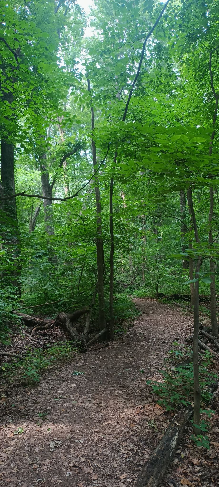 A winding dirt path through a lush green forest with dappled sunlight. - Tenhave Woods Nature Trail