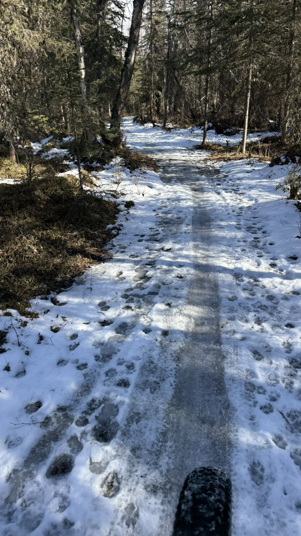Icy forest path with snow, footprints, and a bike tire in bright sunlight. - Moose Track Trail – Viewpoint Trail loop from Campbell Heights