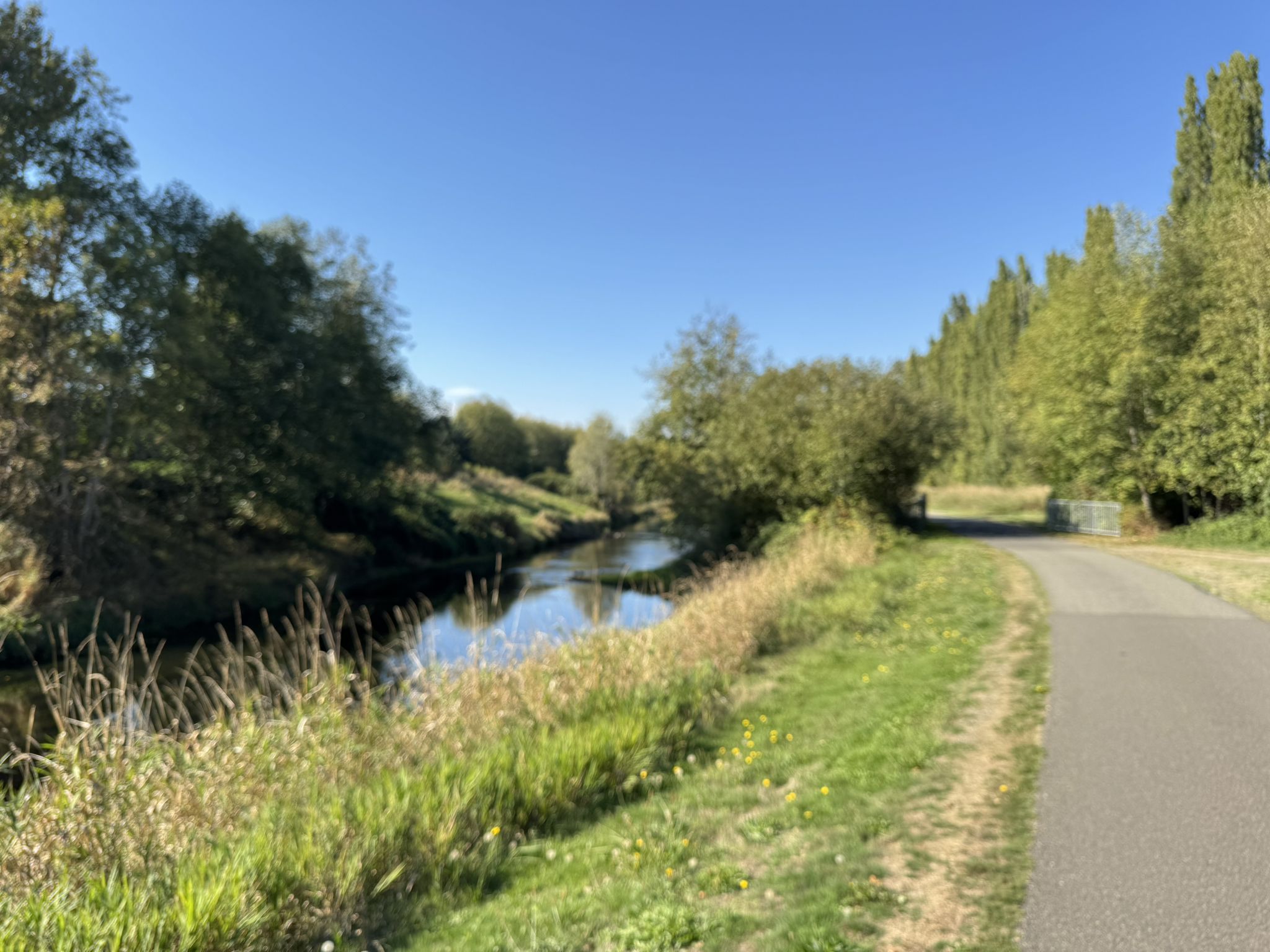 Bright sunny day, a calm river flows alongside a paved path and green trees. - Sammamish River Trail – Views of the Sammamish River loop from Redmond