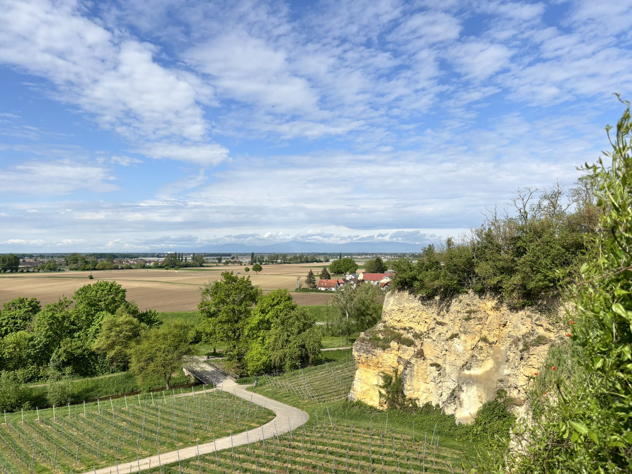 Blick vom Rebberg Biengen bis zu den Vogesen