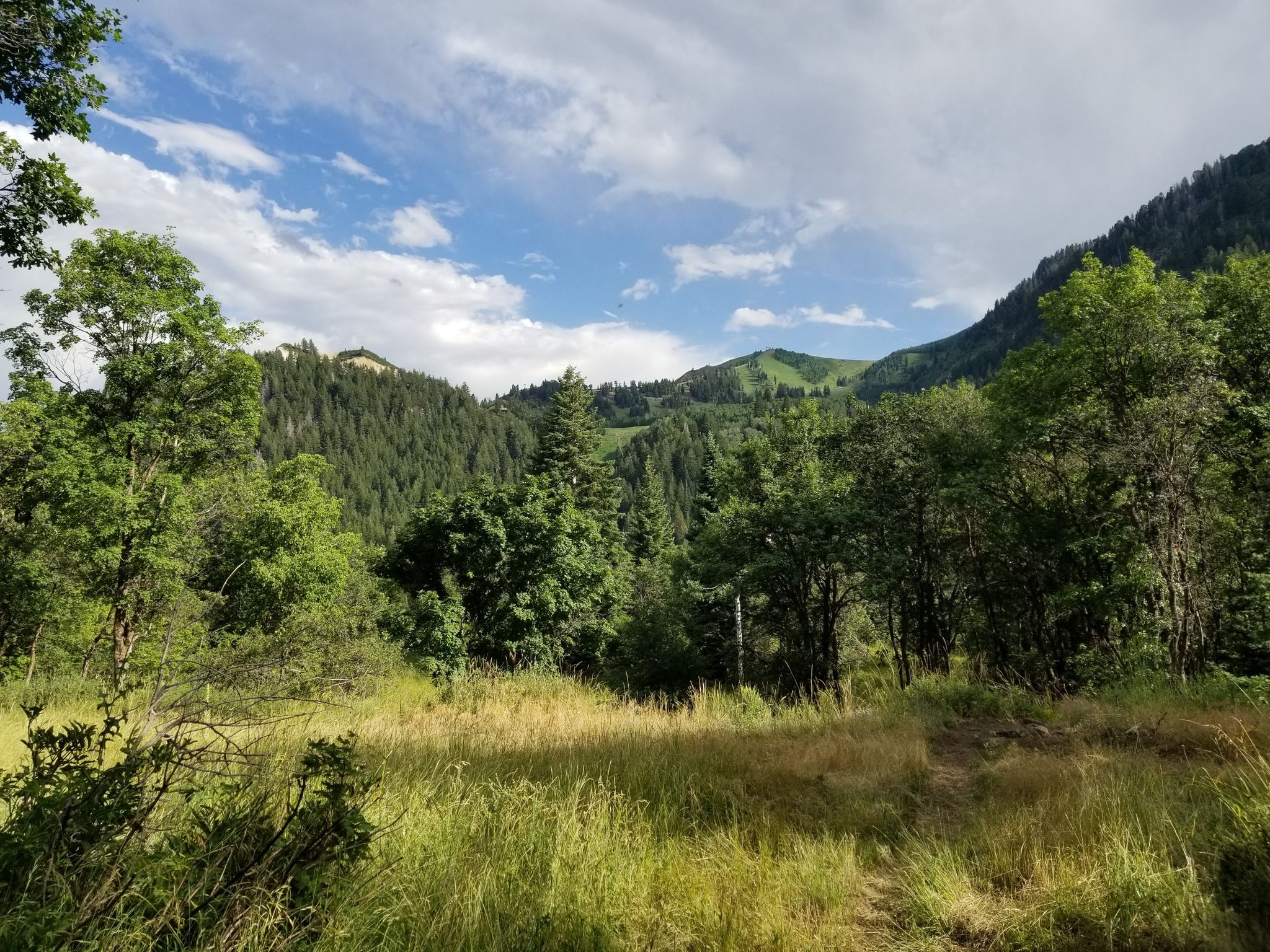 Grassy clearing with dense forest and mountains under a partly cloudy sky. - Sundance Nordic Trail