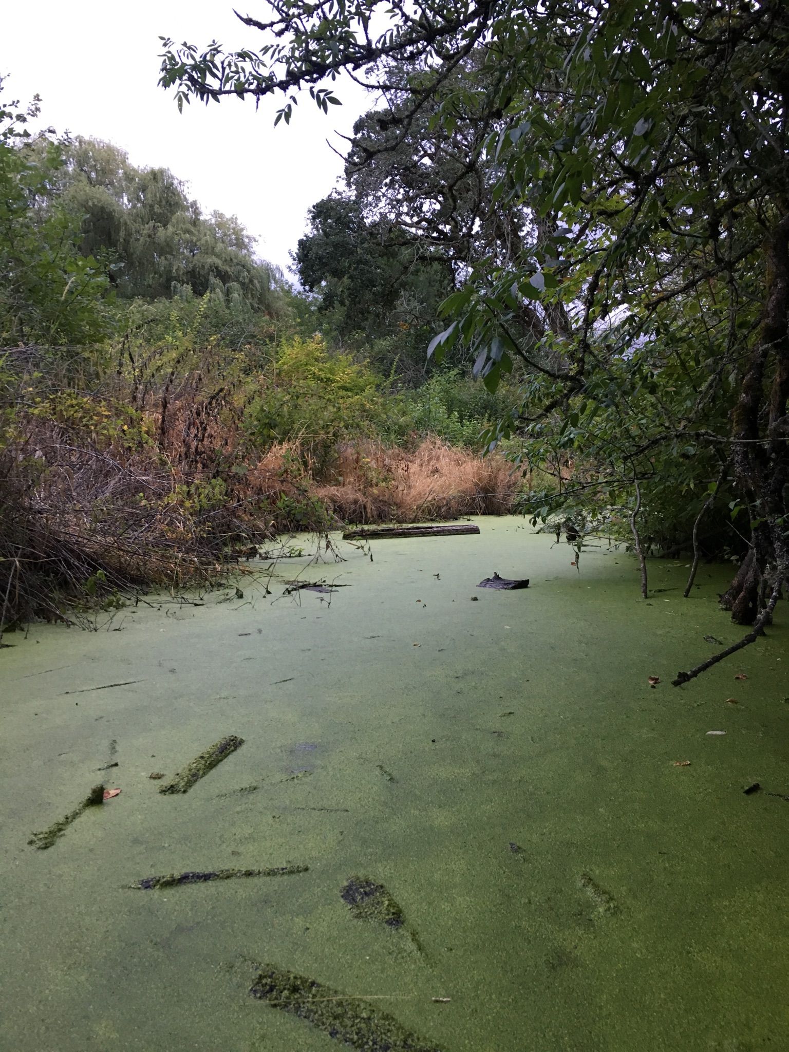 Overcast view of a swampy area with green, algae-covered water. - Knoll Center Wetlands Park – Fanno Creek Trail loop from Hall/Nimbus