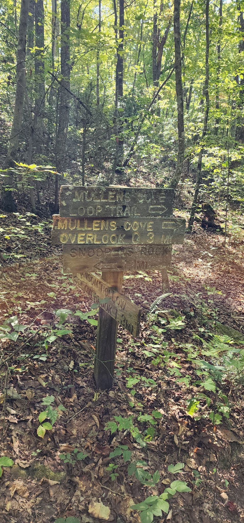 A weathered wooden trail sign stands amidst green foliage in a sunlit forest. - Pot Point Loop