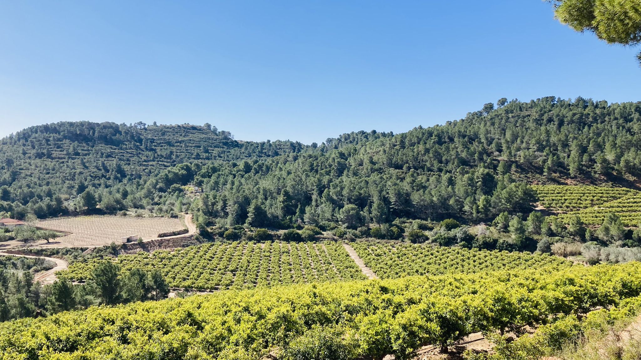 Alto de la Oliva