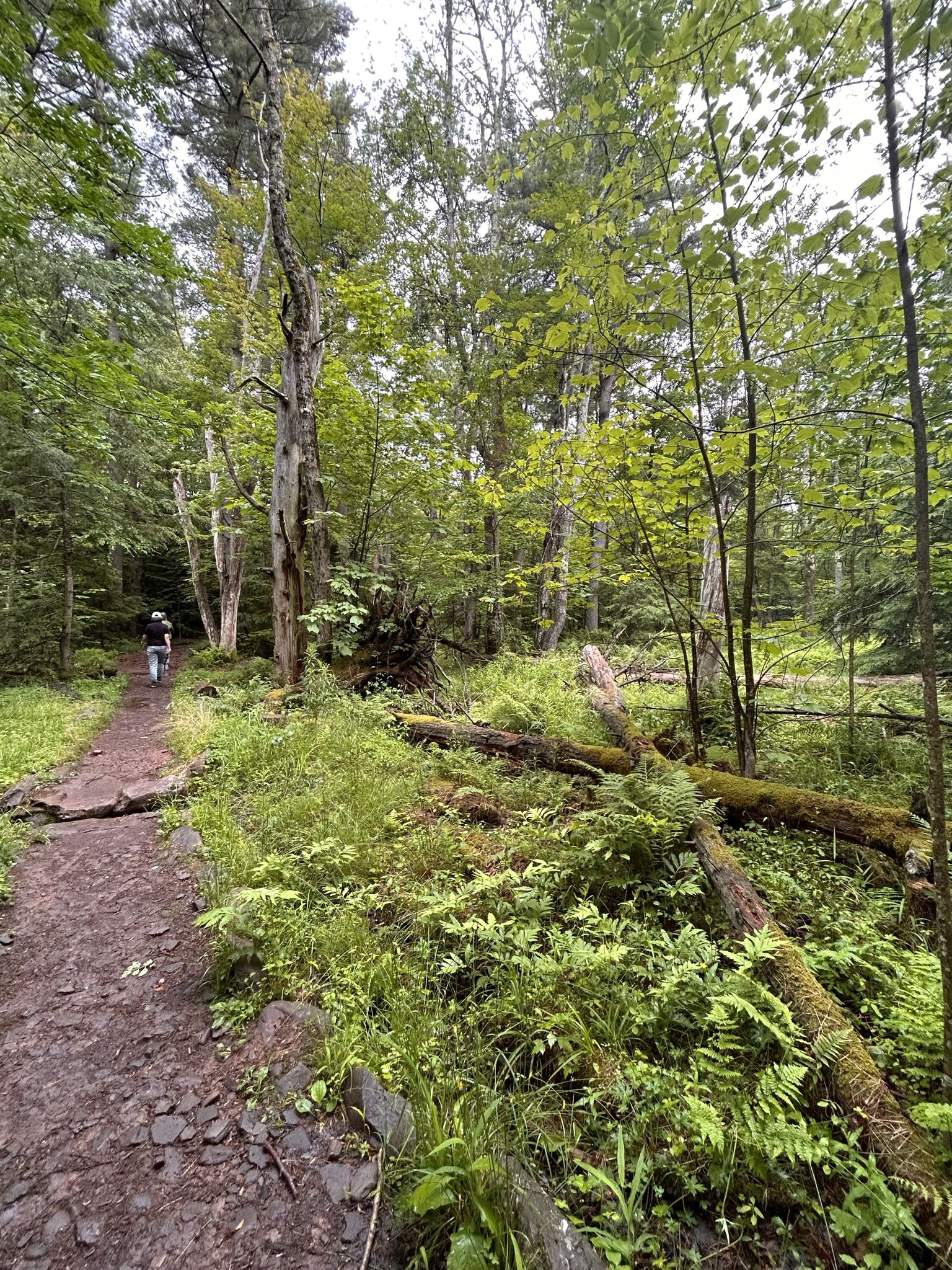 A forest path with fallen logs, lush ferns, and a distant hiker. - North Point and Badman's Cave Loop