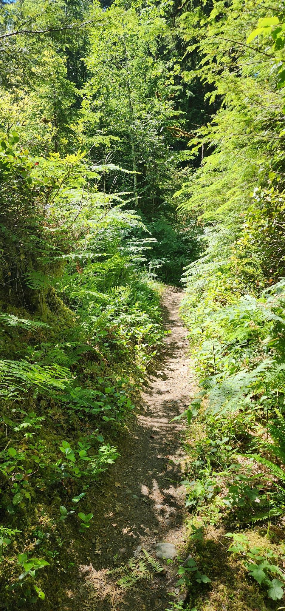 Shaded dirt path winding through a lush, green, sun-dappled forest. - Old Sauk River Trail