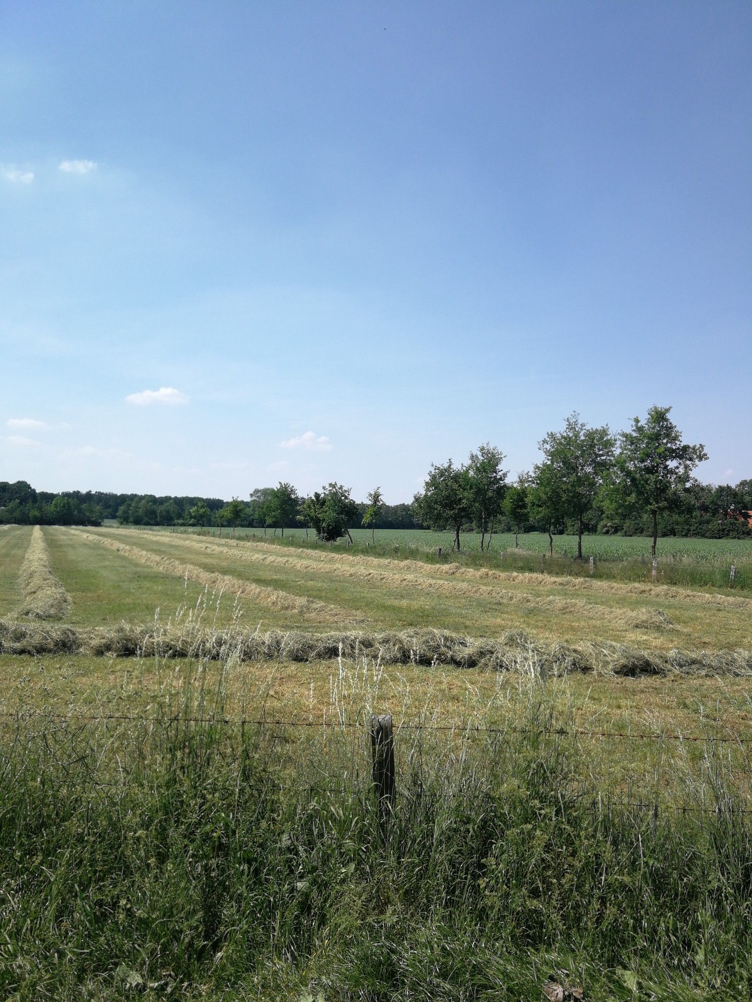 Heuernte