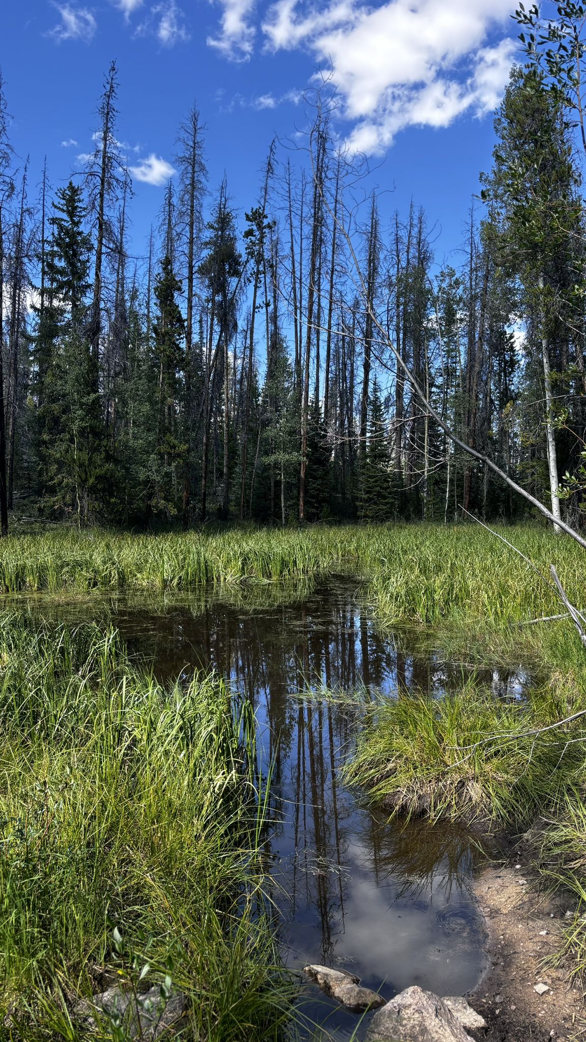 A marshy wetland with tall green grass, reflecting a blue sky and a dense forest. - Kettle Ponds