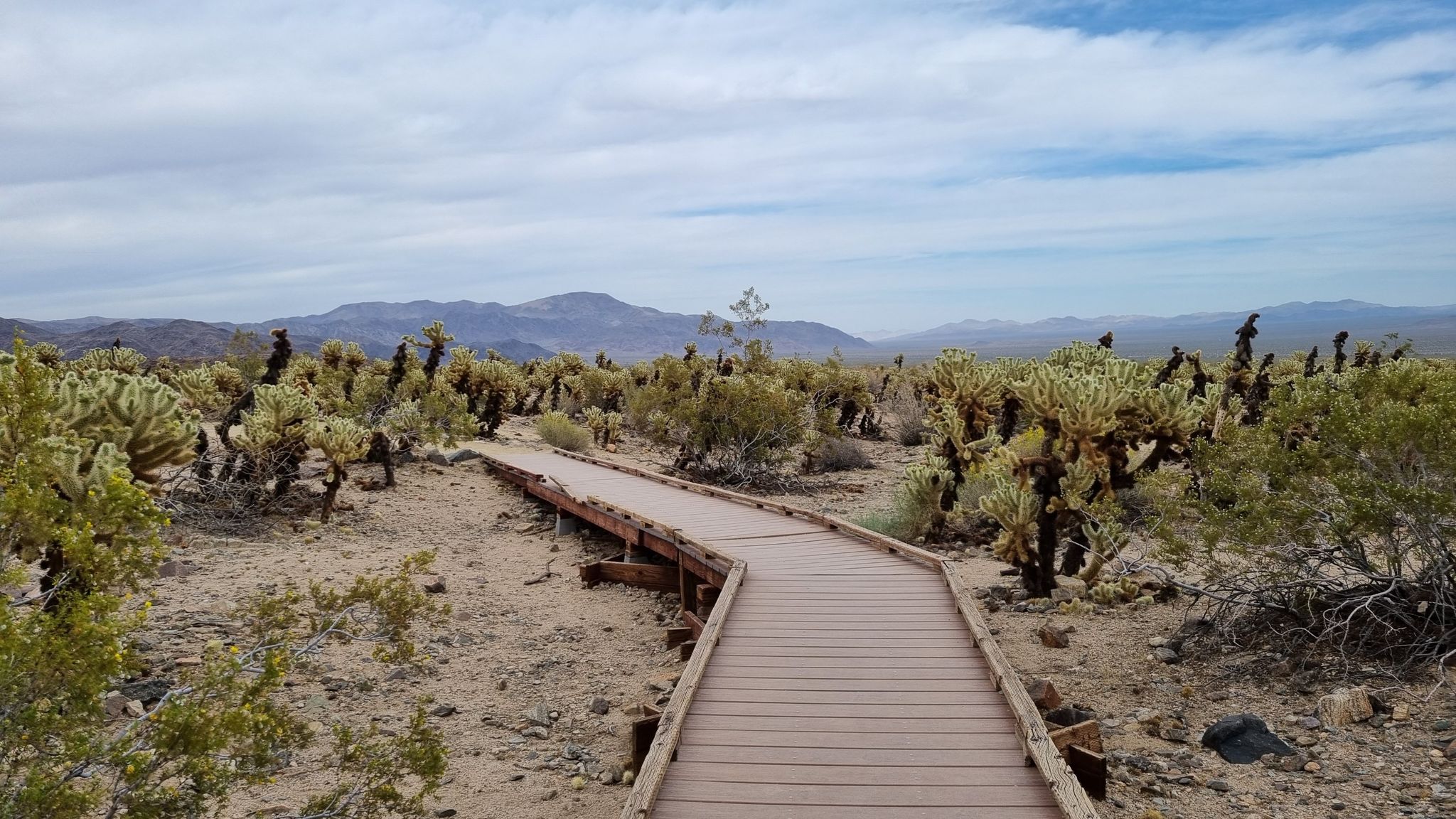 Wooden boardwalk through a desert landscape with cholla cacti under a cloudy sky. - Cholla Cactus Garden Nature Trail