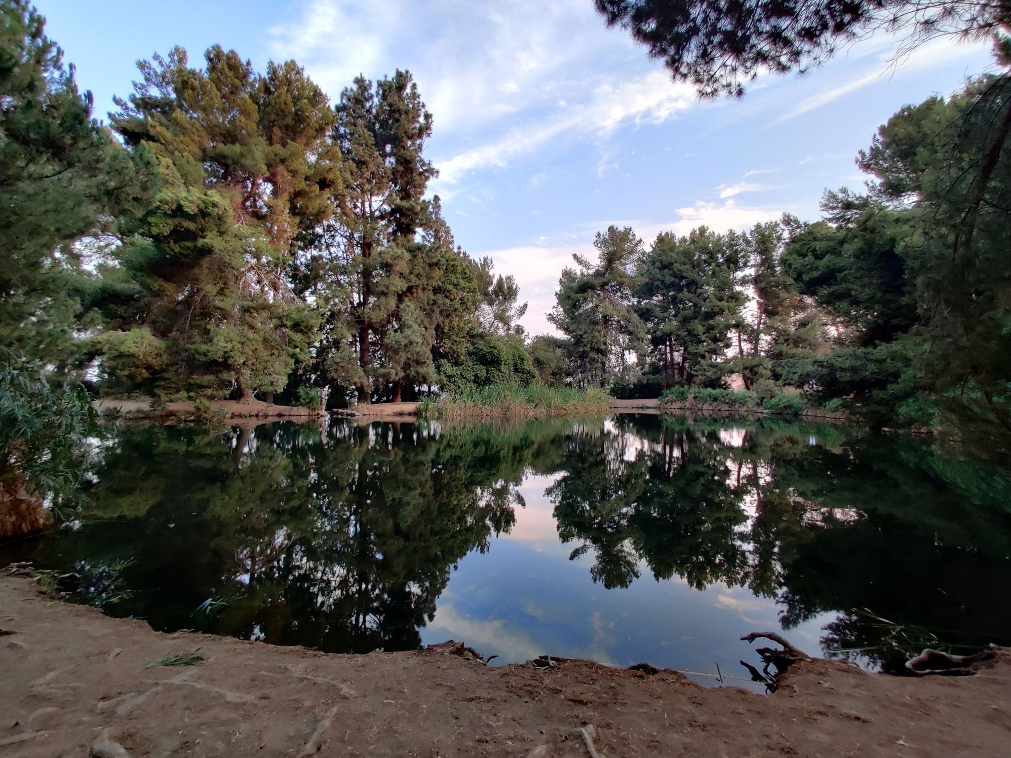 Calm pond reflecting tall pine trees under a bright sky. - Ernest E. Debs Regional Park Loop