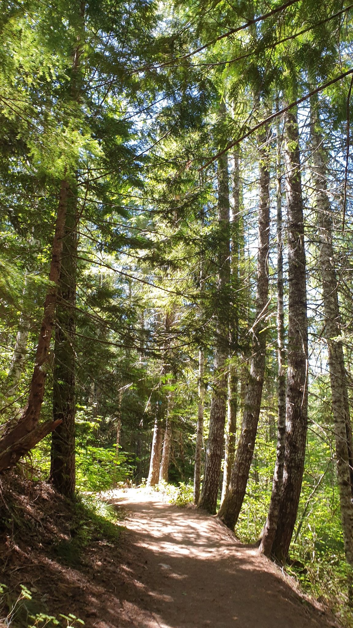 Sunlight filters through tall trees onto a winding dirt path in a forest. - Ape Cave Trail – Mount Saint Helens National Monument 