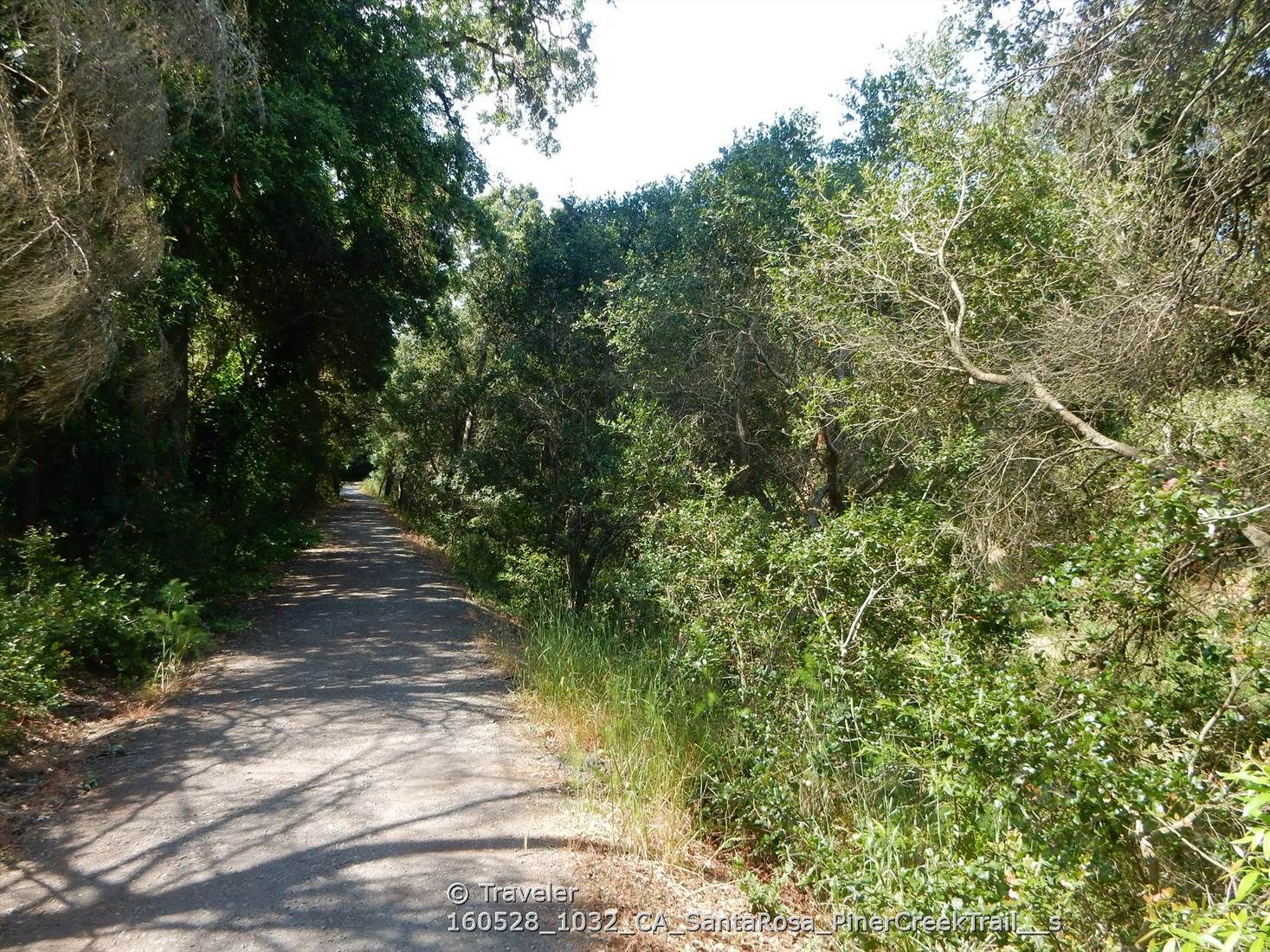 A shaded dirt path winds through dense green trees on a bright day. - Prince Memorial Greenway – Santa Rosa Downtown Station loop from Montgomery Village