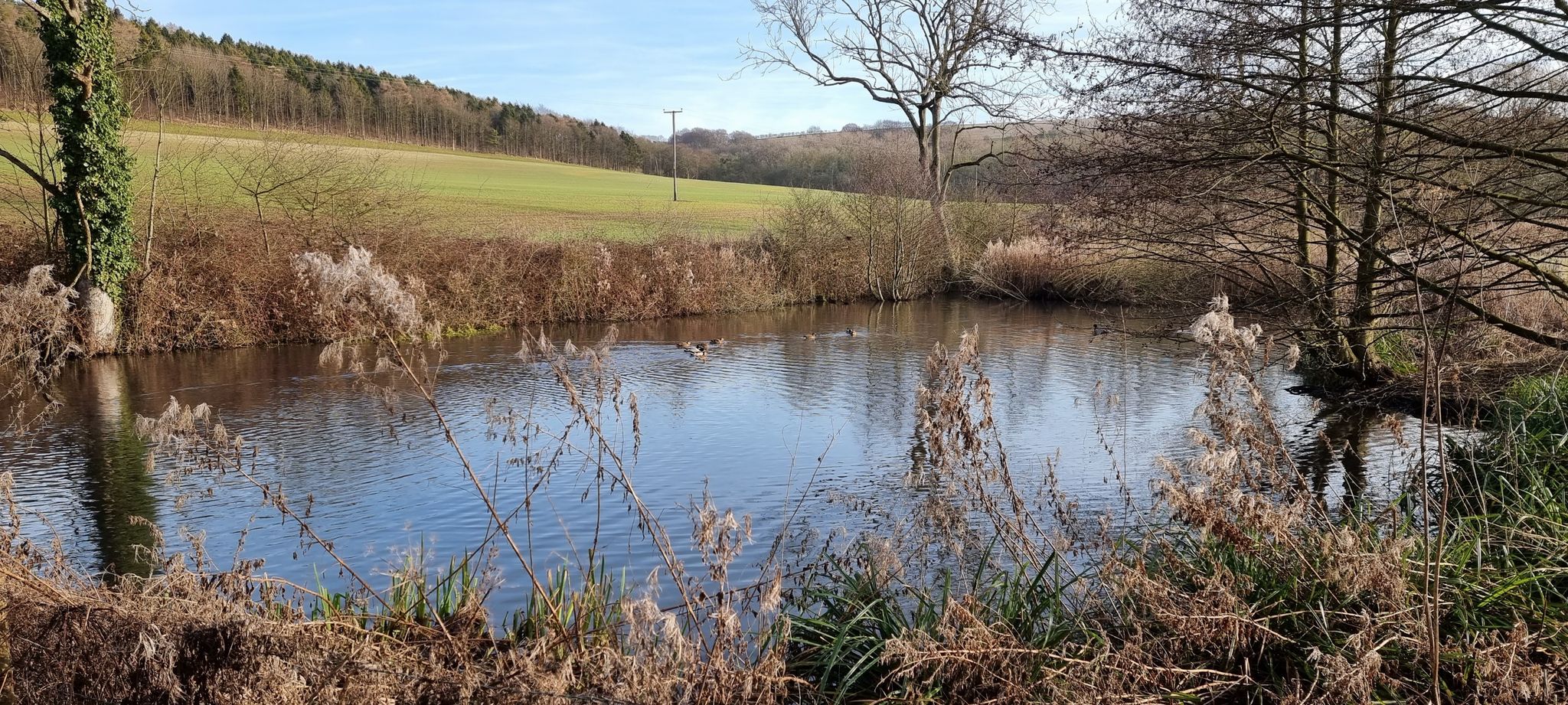 ducks