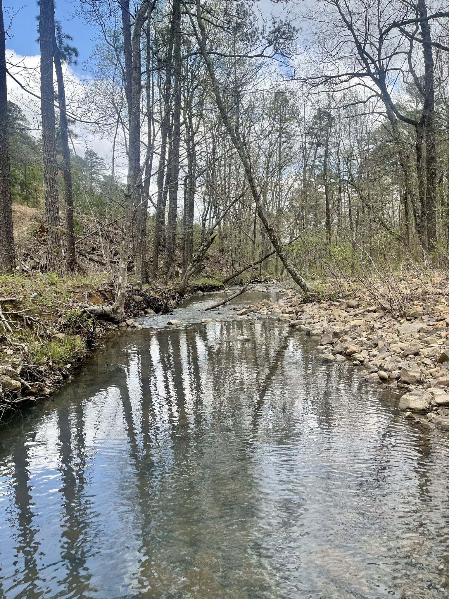 A clear stream flows through a bare forest with reflections on the water. - Black Fork Mountain Trail