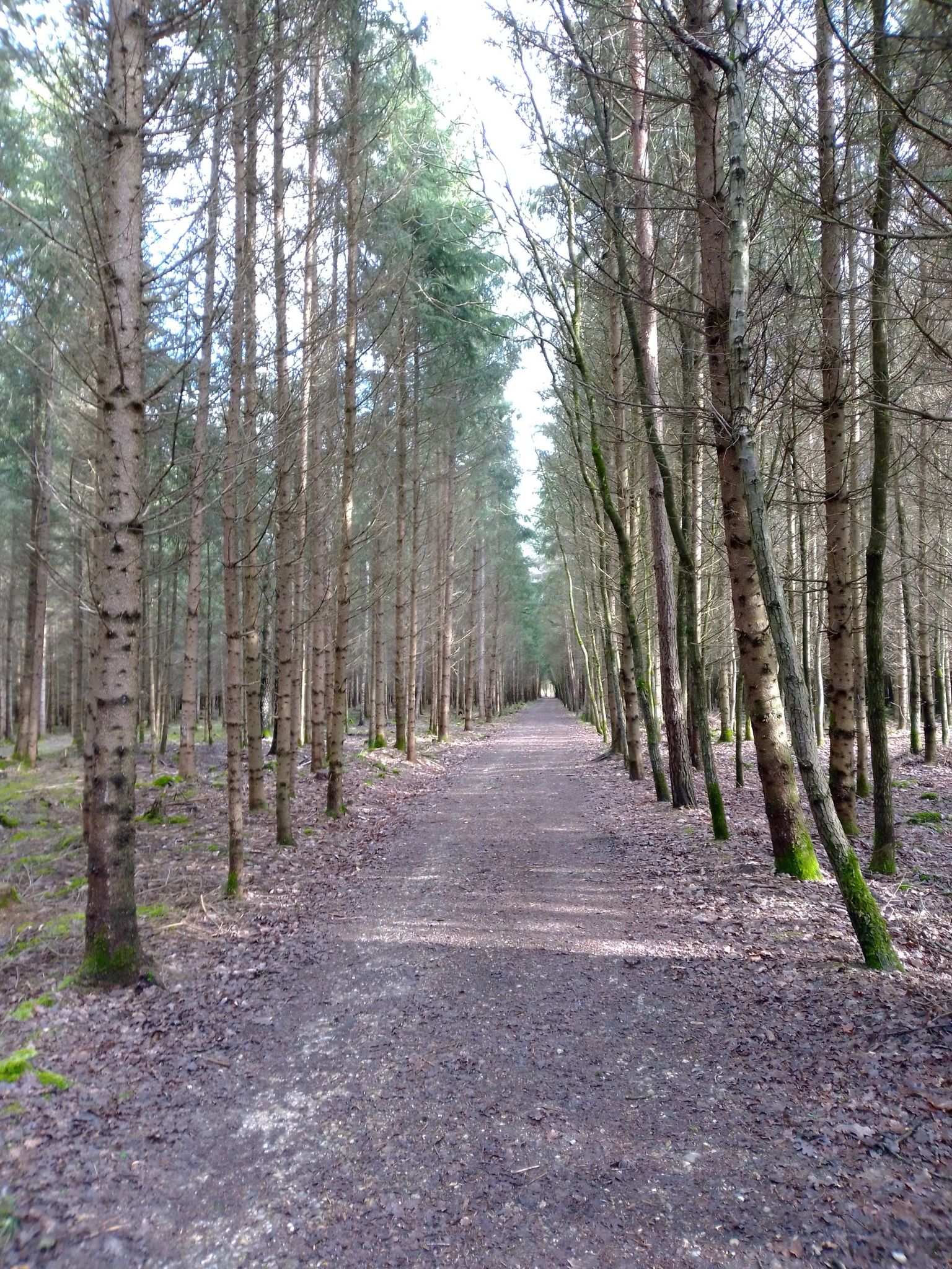Der Waldweg