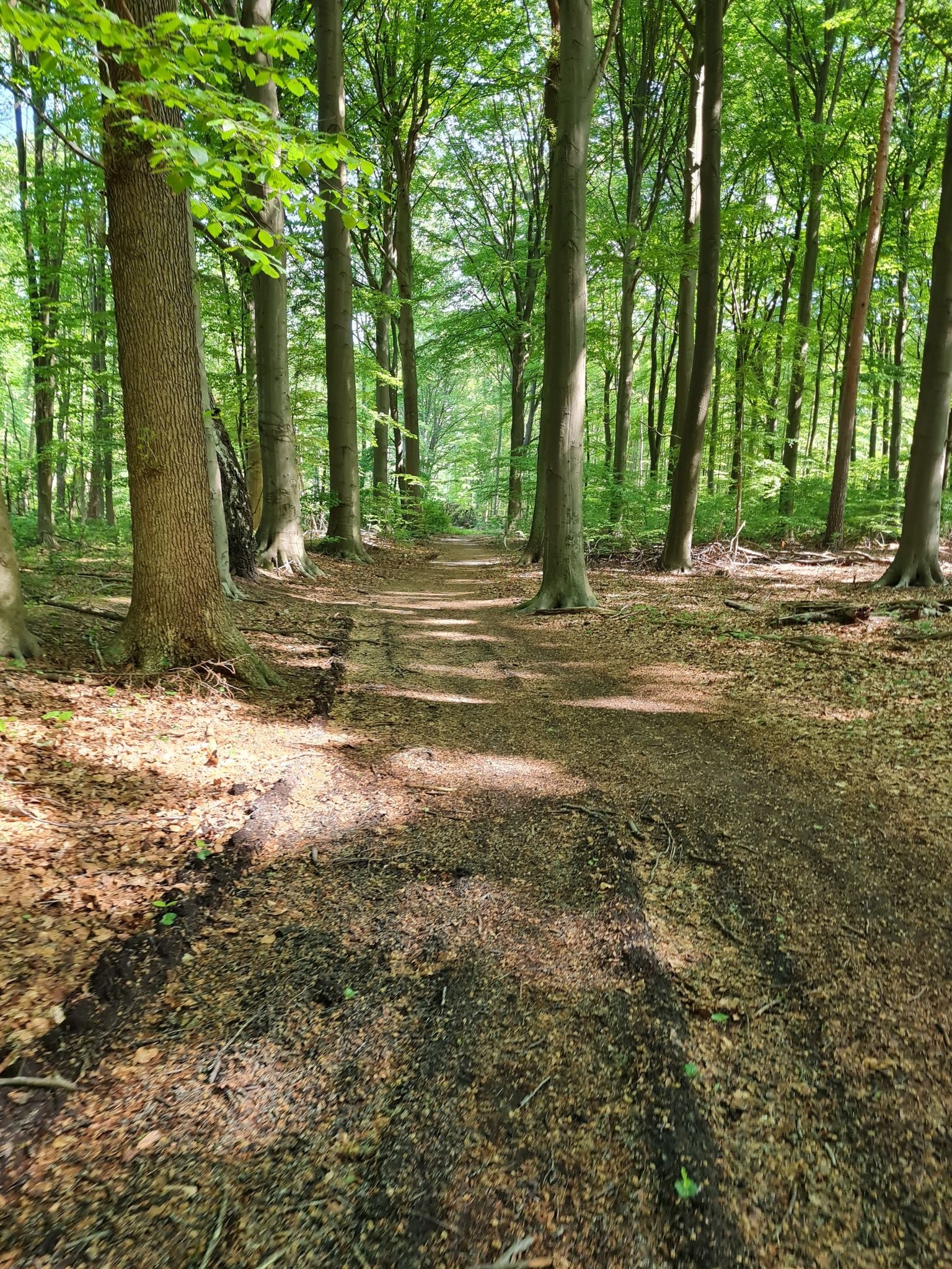 Im Wald