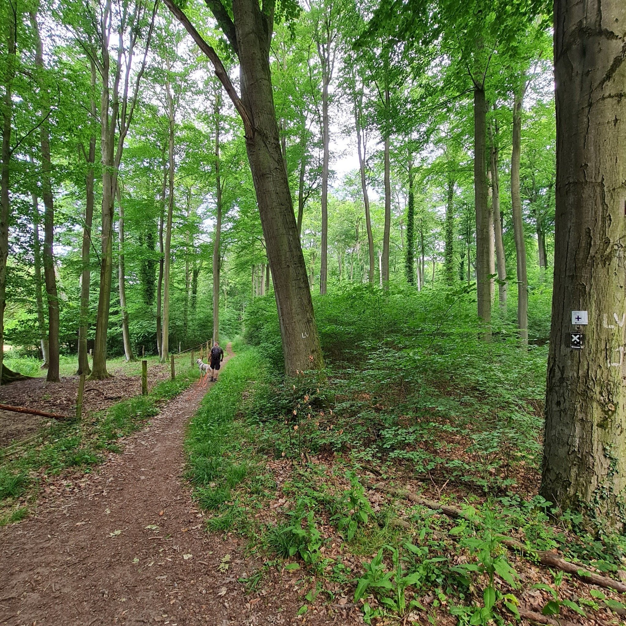 Endlich ein naturbelassener Weg