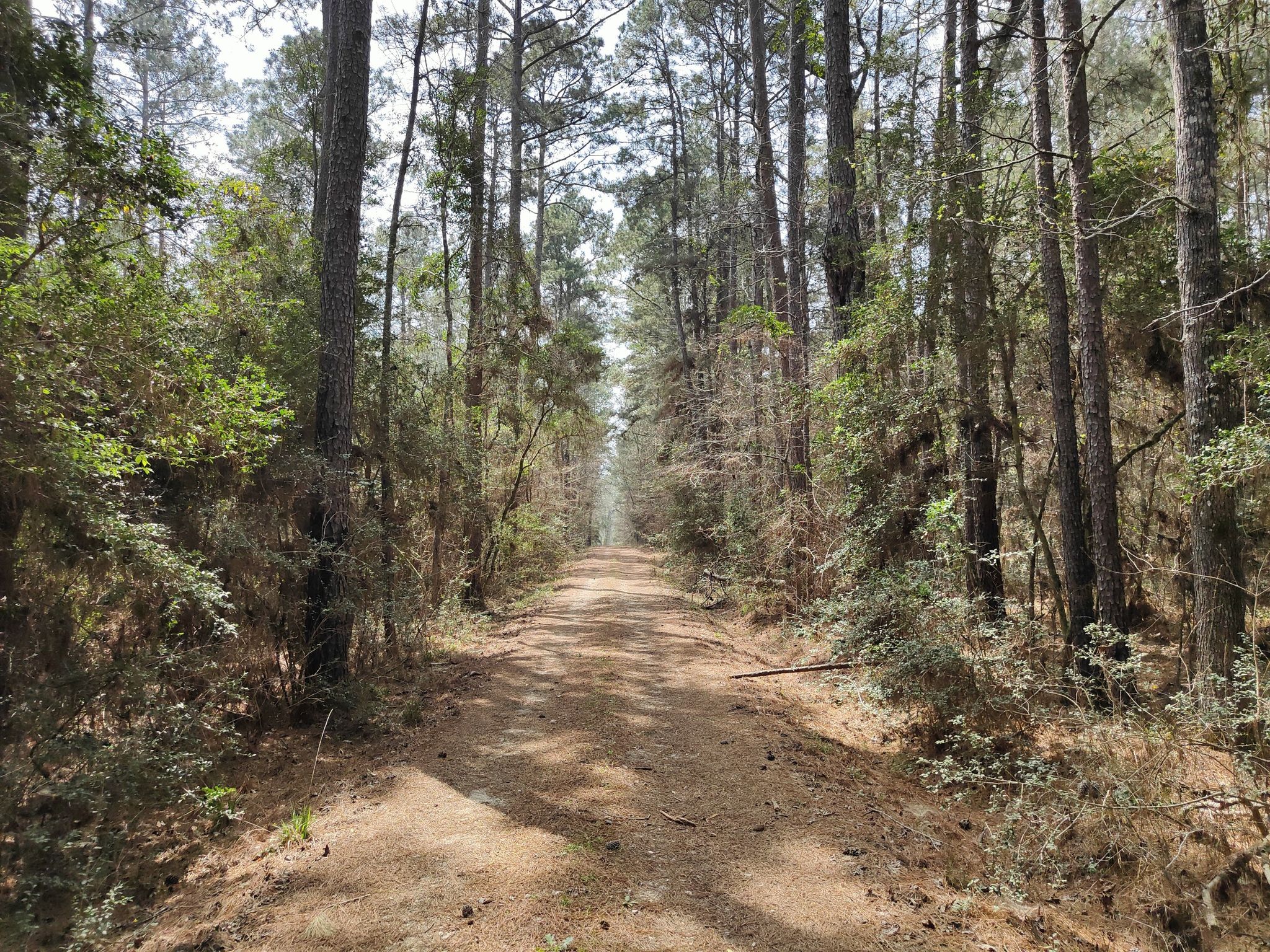A sunlit dirt road extends through a tall, green pine forest. - Huntsville State Park loop via the Triple C Trail