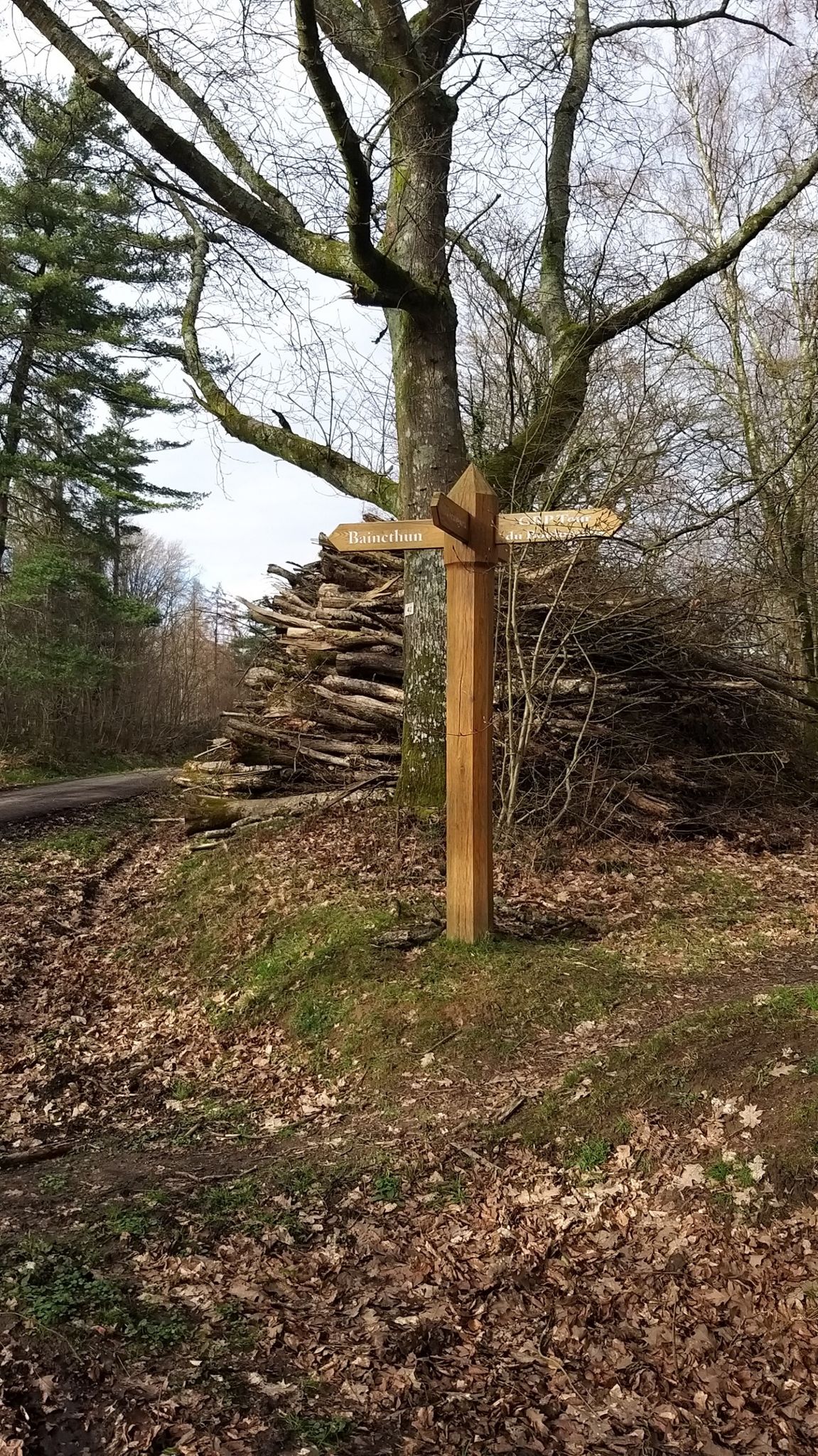 heel uitgestrekt bos