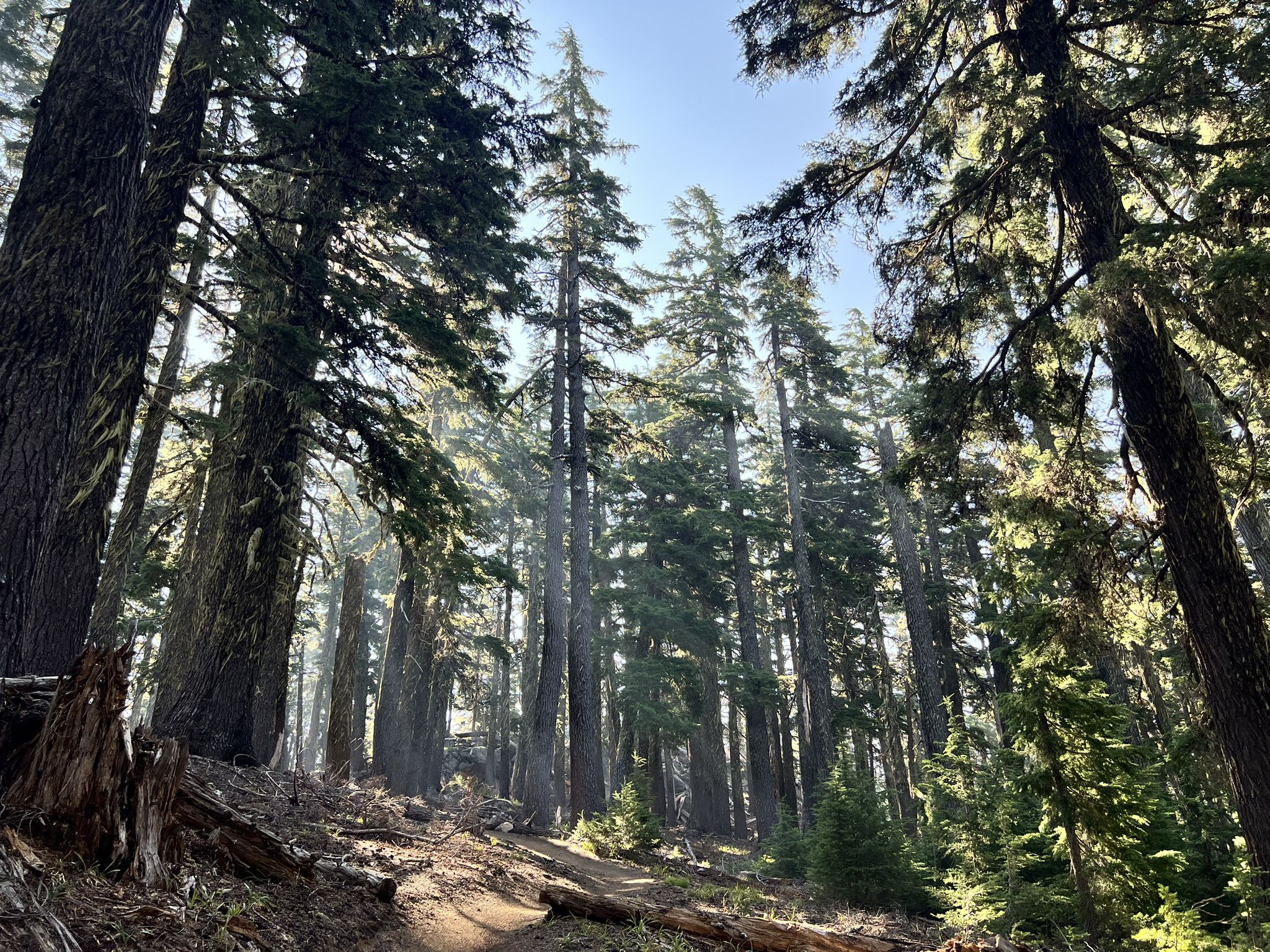 Looking up at tall sunlit trees in a dense forest. - Flagline Trail #41 loop from Tumalo Mountain