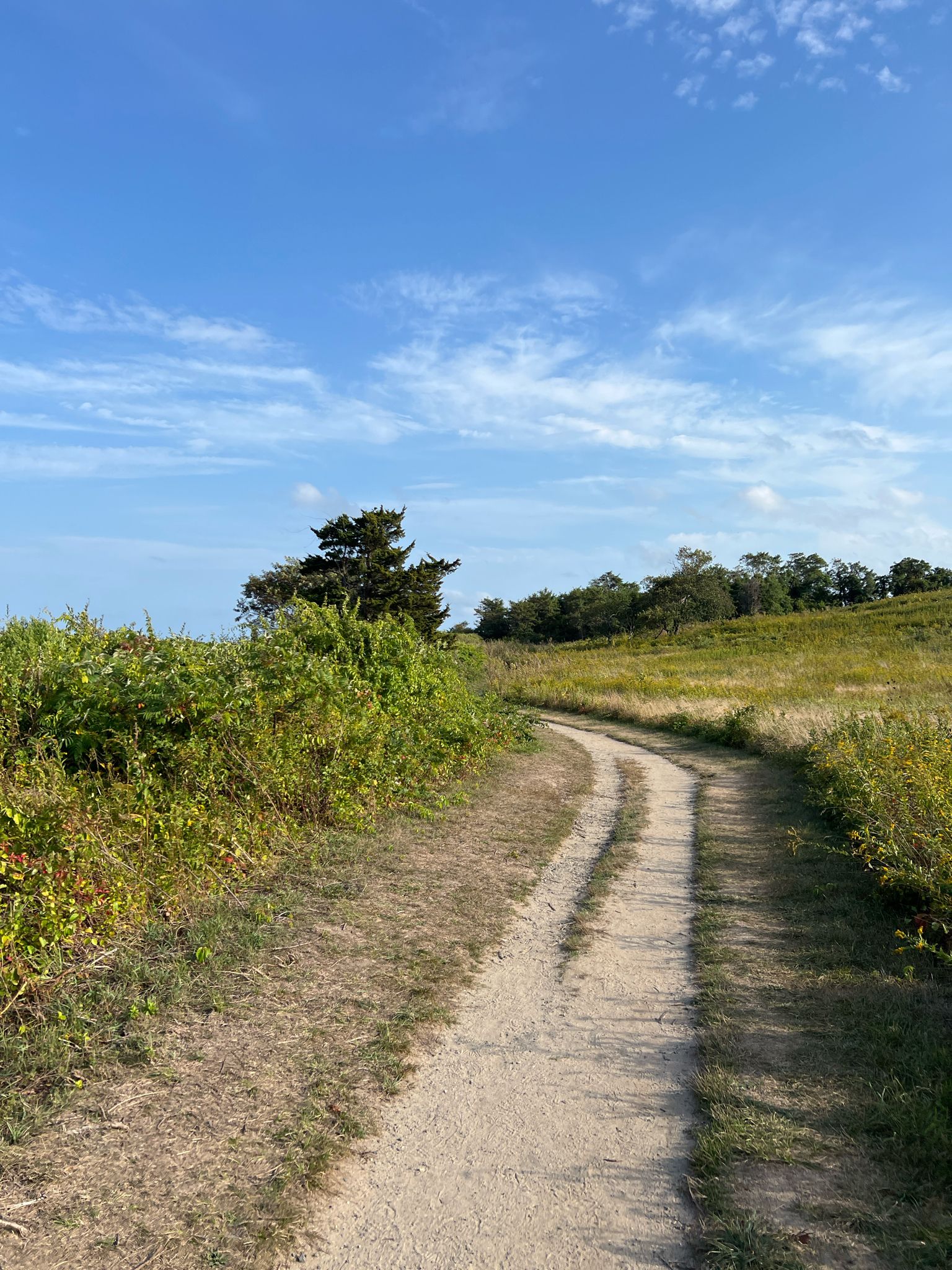 A winding dirt path through a sunny, grassy field with distant trees. - Red Maple Swamp and Fort Hill Loop