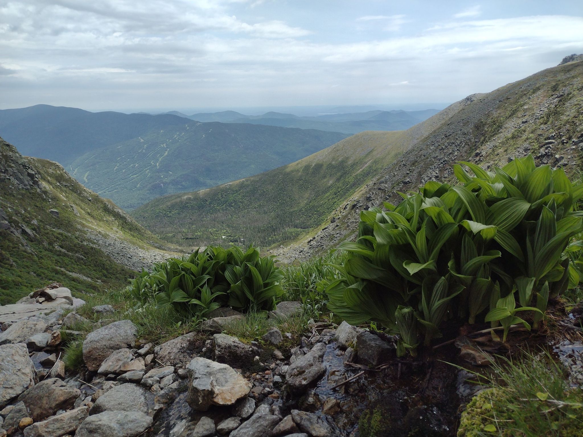 Lush green plants among rocks in a mountain valley under cloudy skies. - Tuckerman Ravine and Lion's Head Trail Loop
