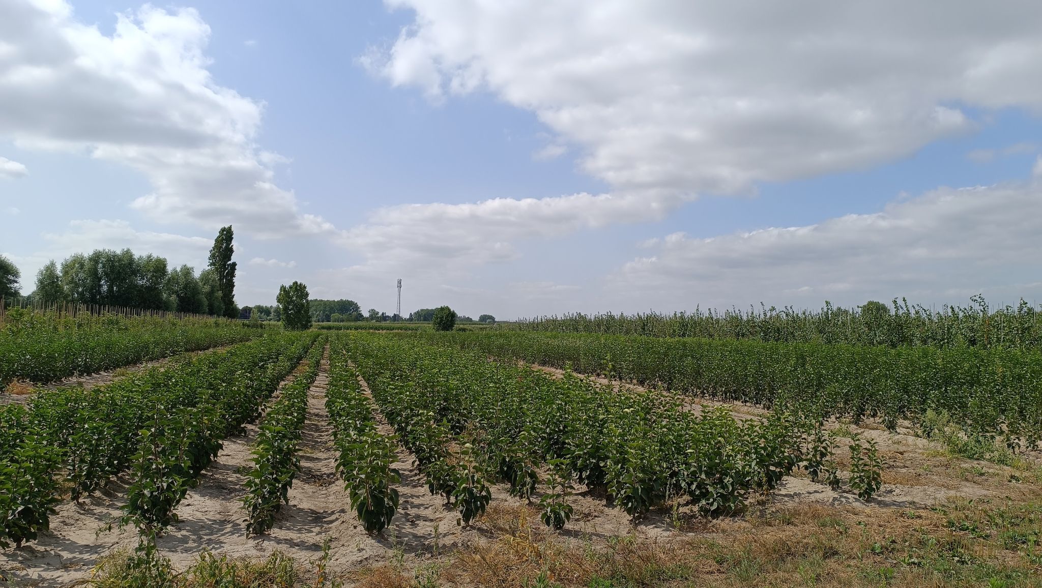 tuinbouw 