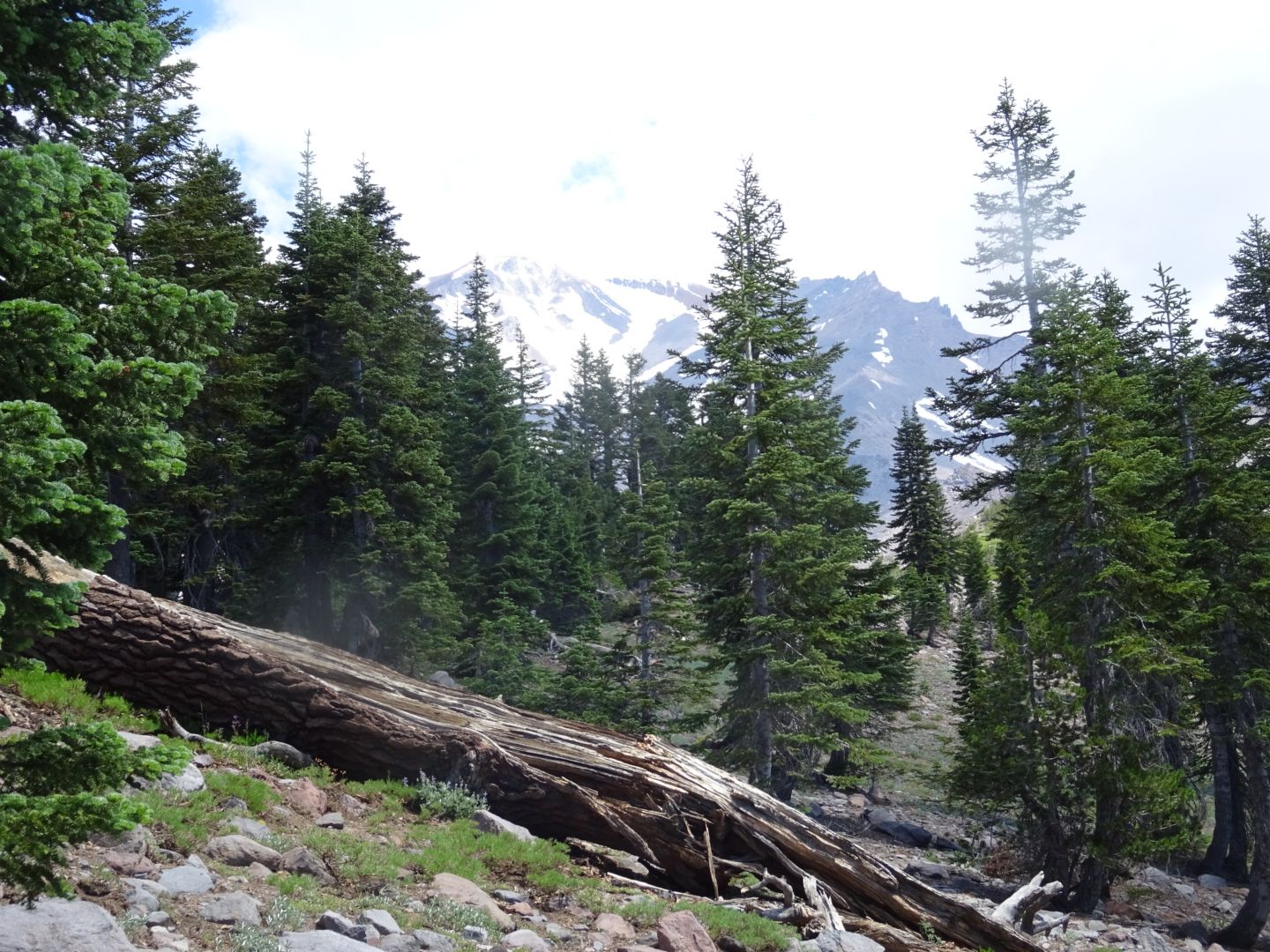 Large fallen log in a pine forest with a distant snow-capped mountain. - Bunny Flat Trailhead loop from Golden Eagle Charter School