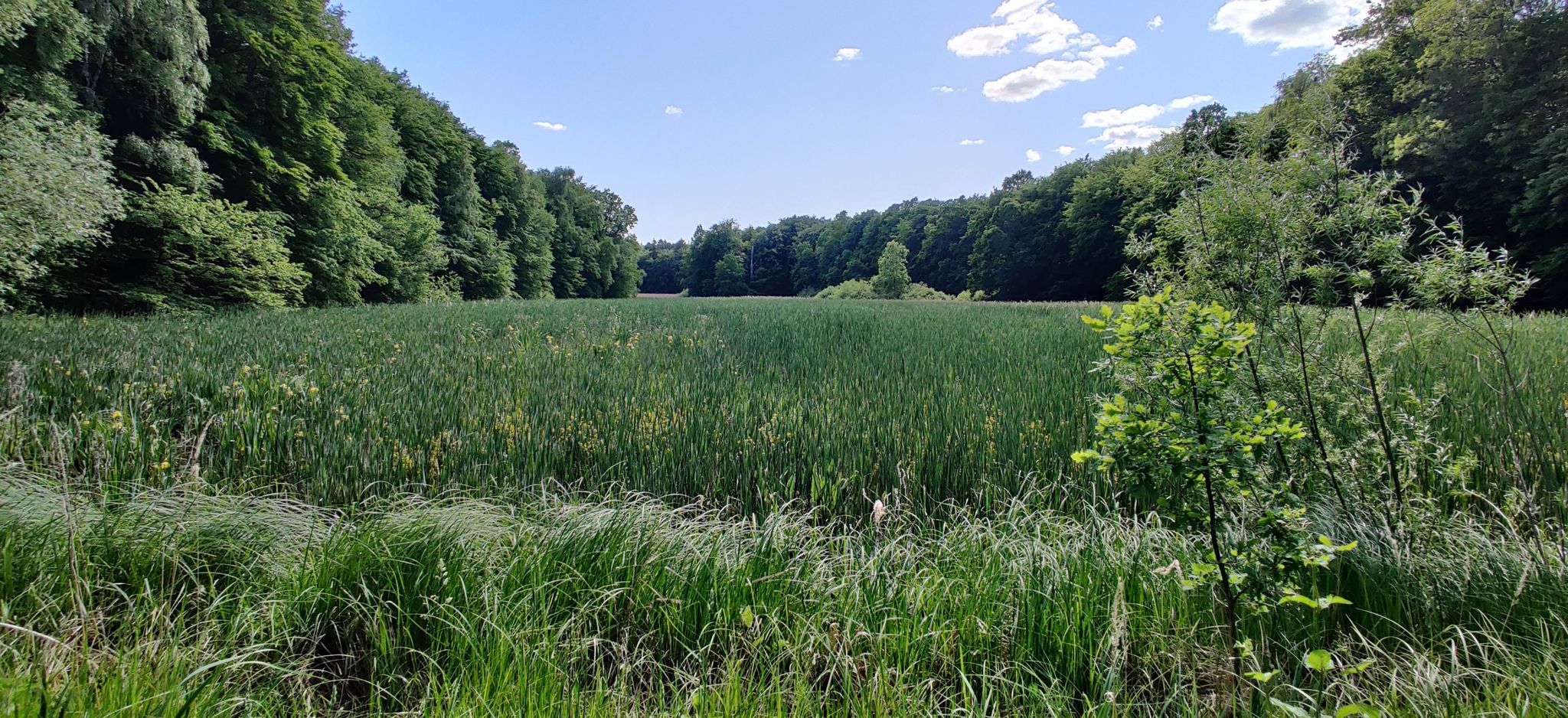 Swamp