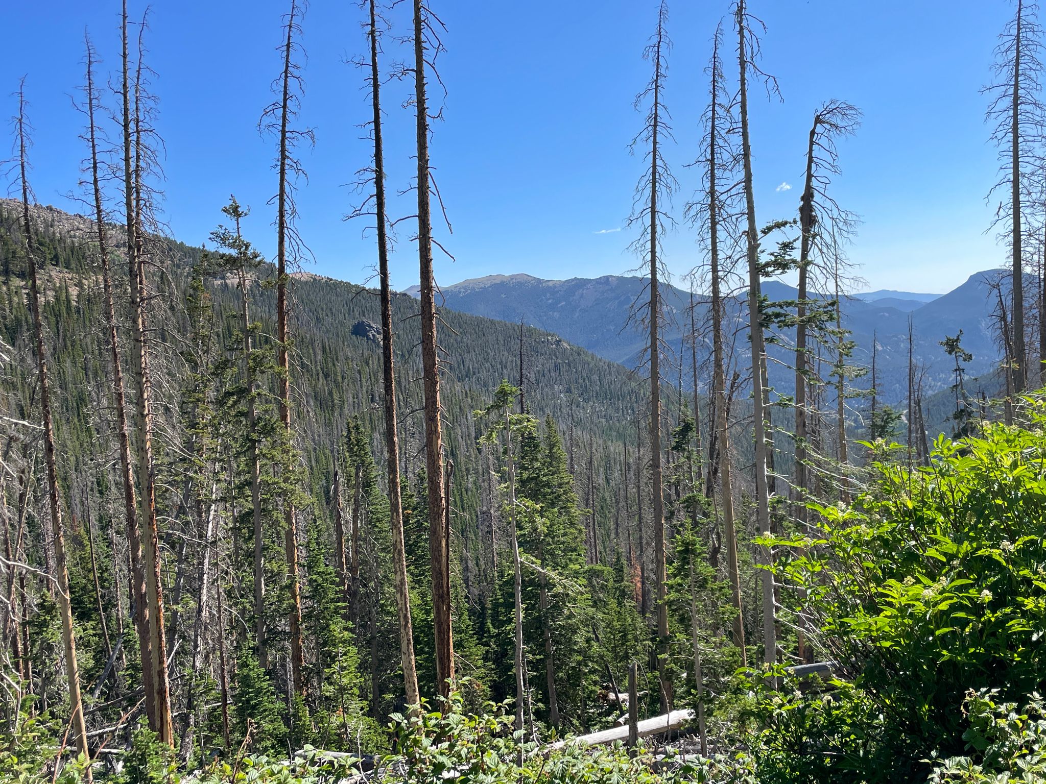 Tall dead and living trees on a mountain slope under a clear blue sky. - Trail Ridge Road
