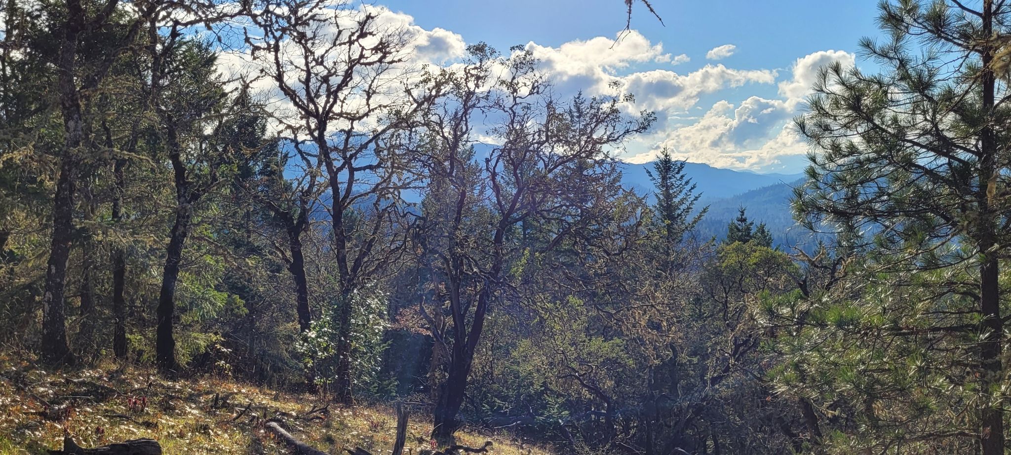 Forested hillside with bare trees and distant mountains under a cloudy sky. - Outback Loop Trail