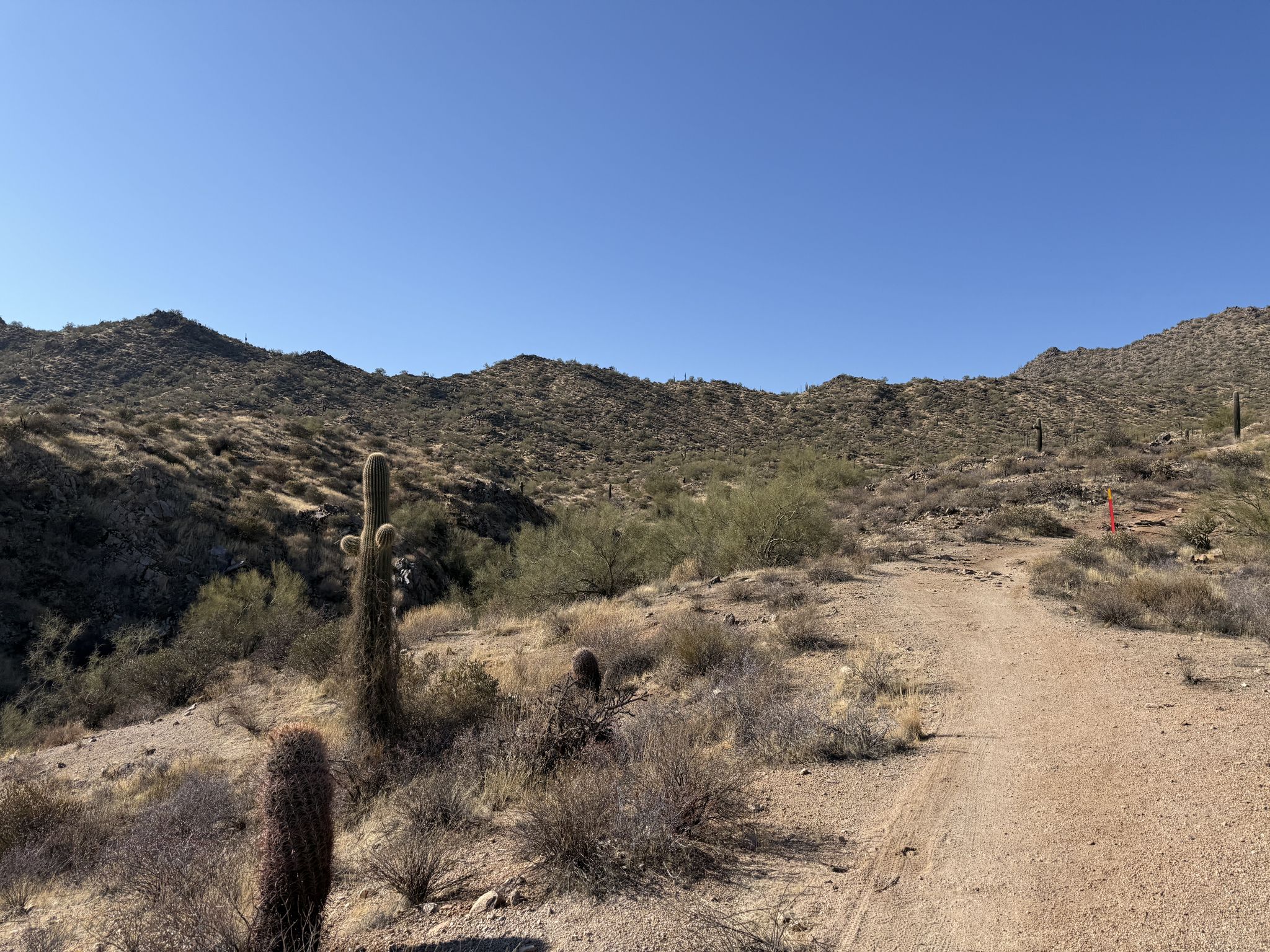 Sunny desert trail winding through hills with saguaro cacti and sparse brush. - Usery Mountain via L'Alpe d'Huez Trail