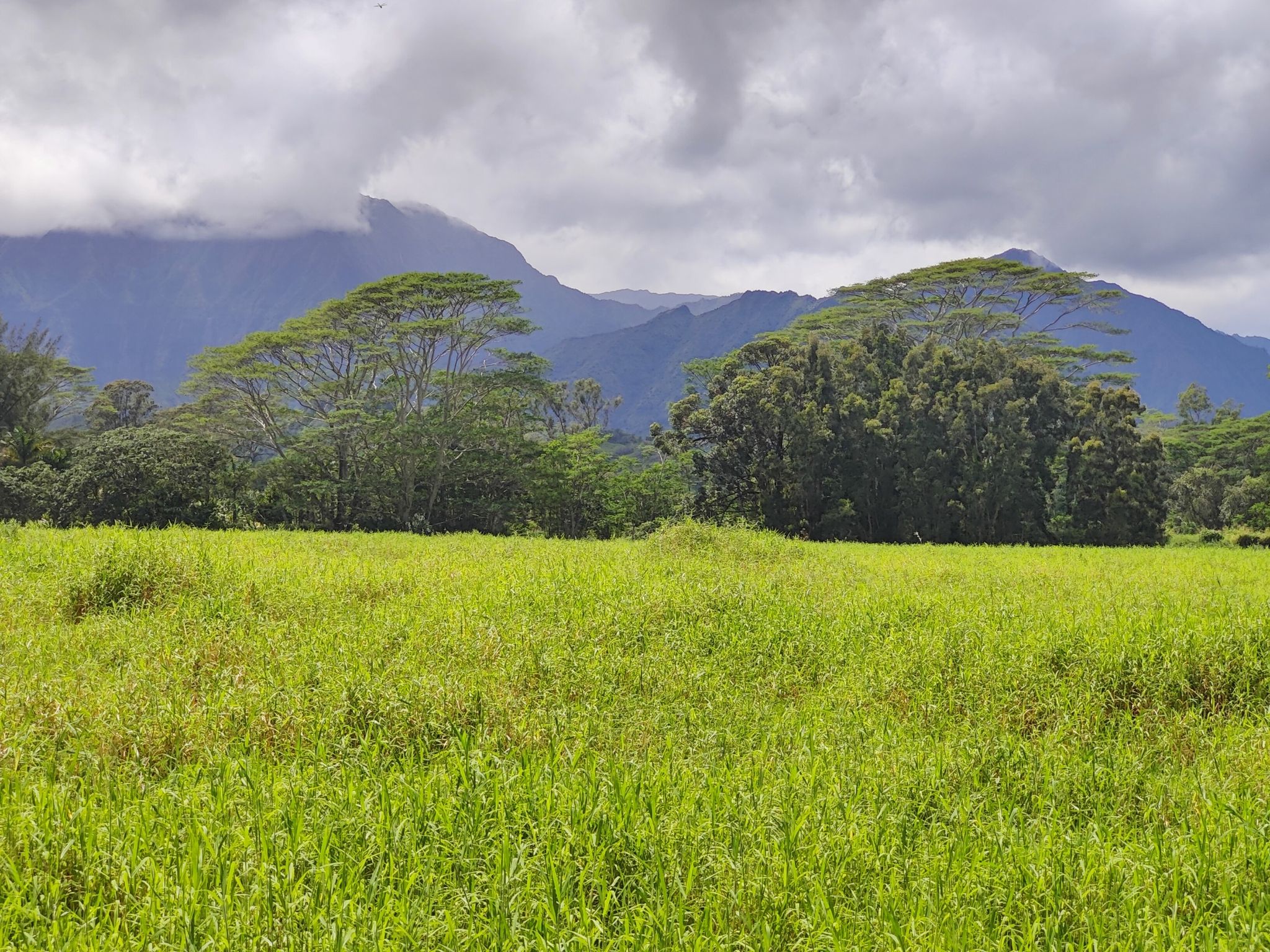 Lush green field with distant mountains under a cloudy sky. - Kilauea Stone Dam loop from Kalihiwai Beach