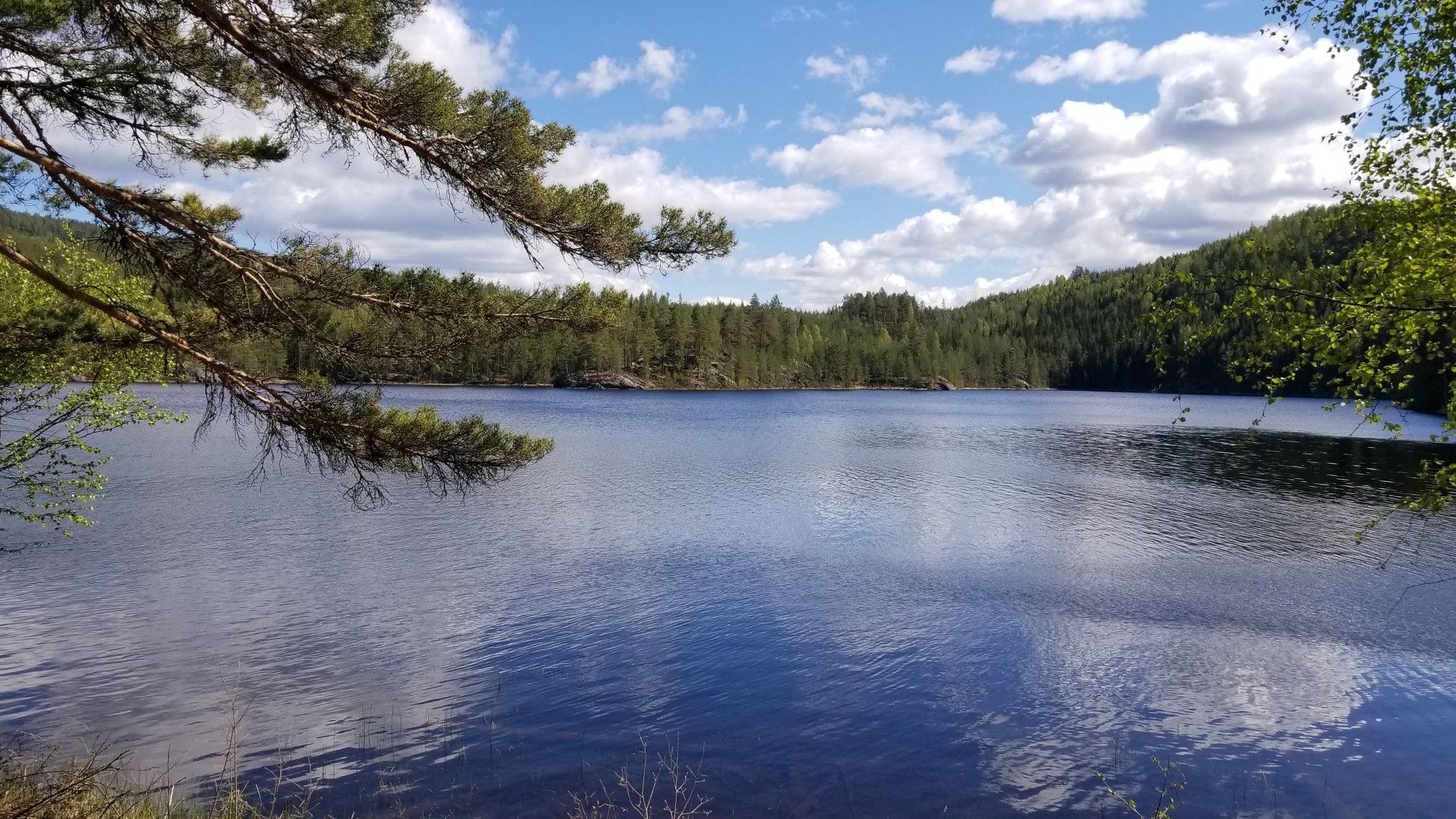 Dårstul