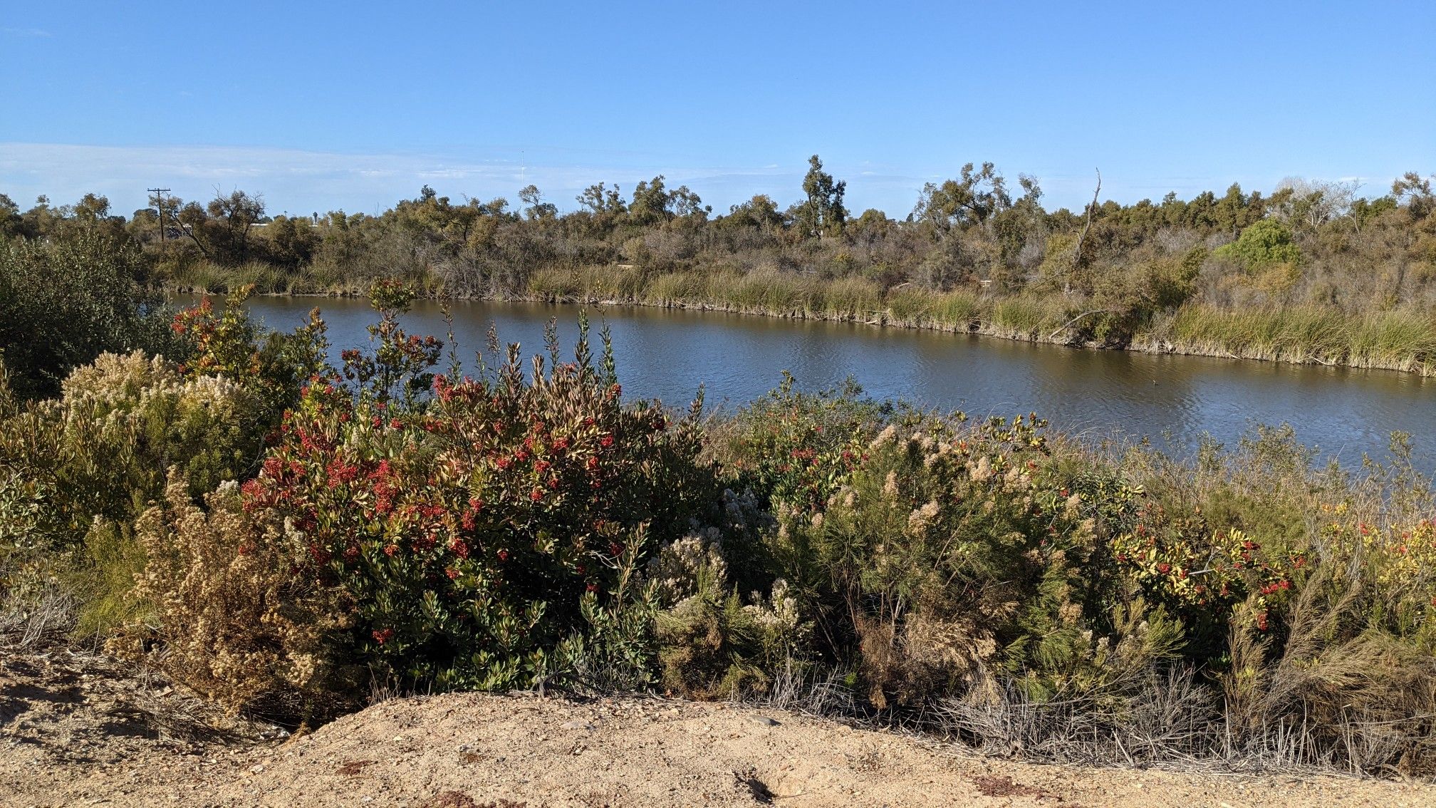 Calm water surrounded by dense, colorful bushes under a clear blue sky. - Chula Vista loop