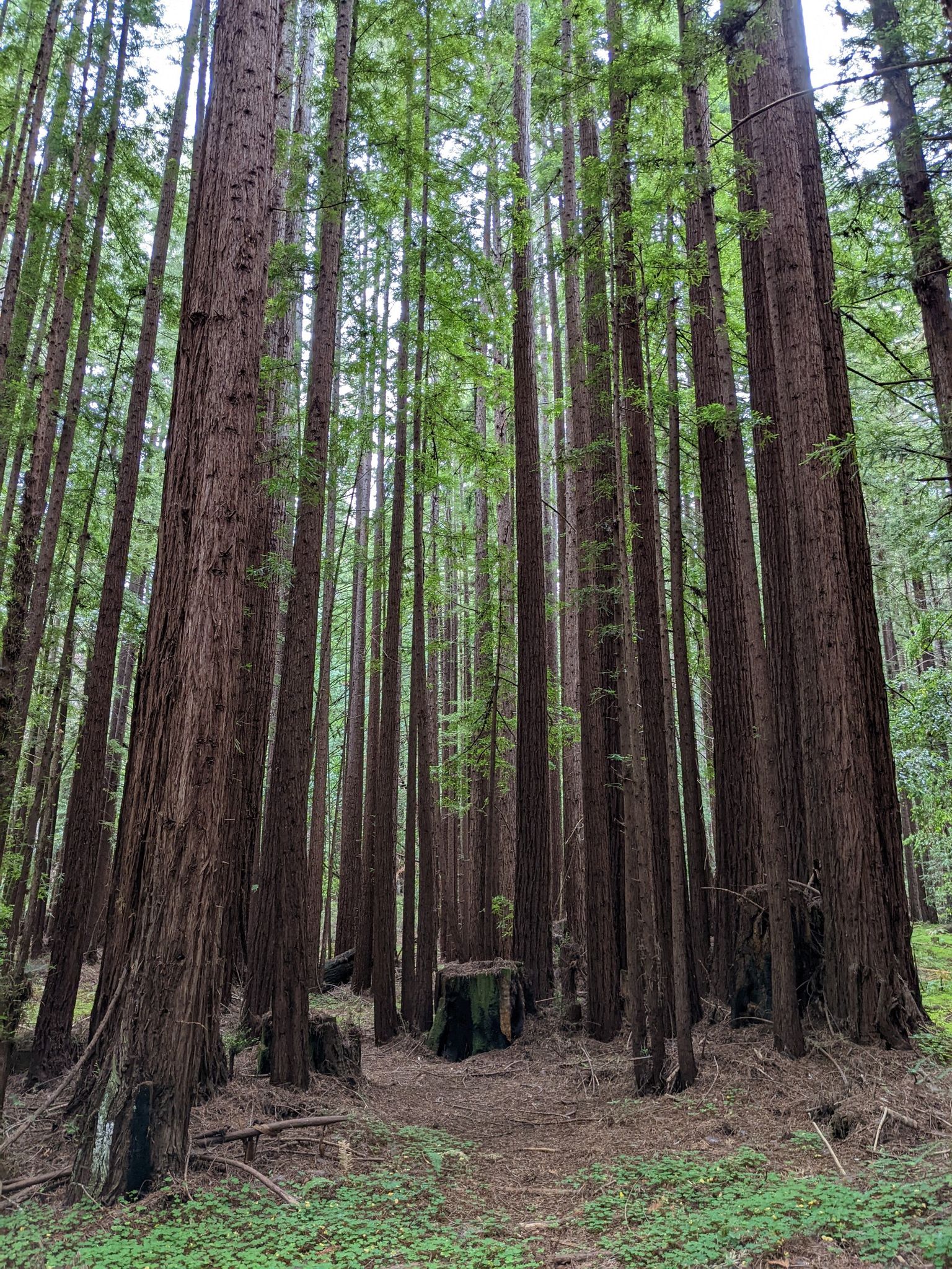 Dense forest of towering trees with green undergrowth and a clear forest floor. - Shingle Mill, Tarwater, Pomponio, and Canyon Loop