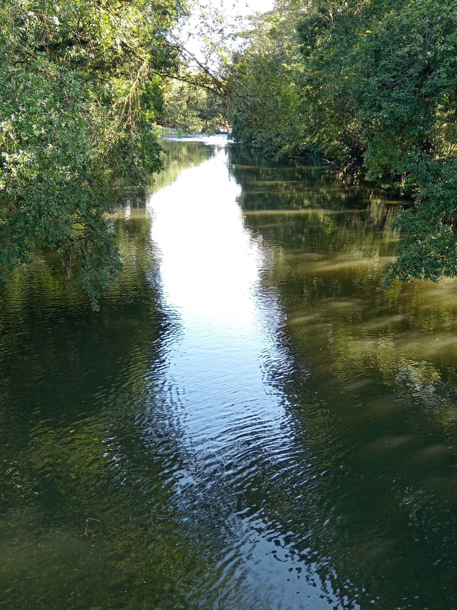 Puente de lata