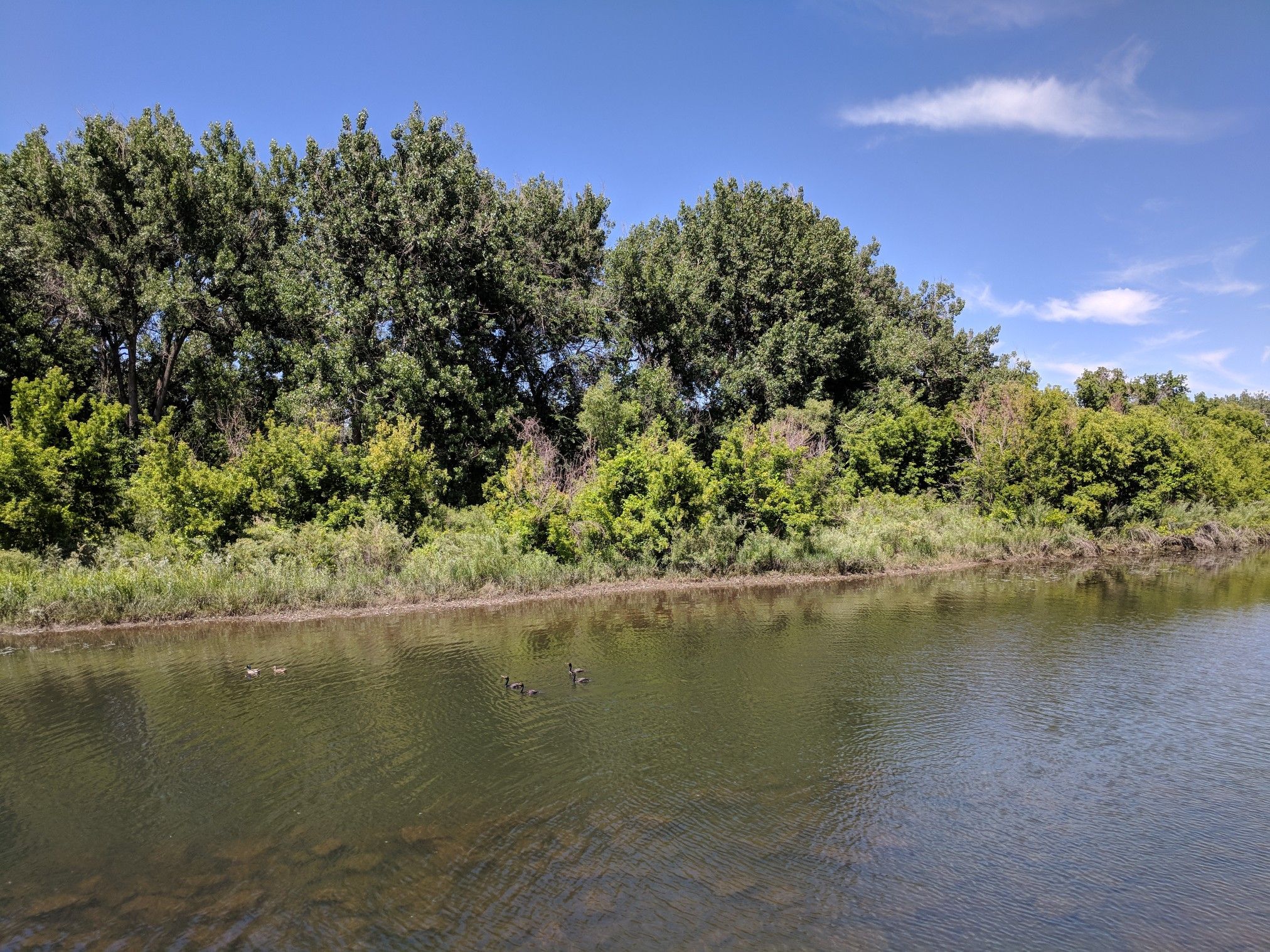 Calm water with ducks, bordered by lush green trees under a blue sky. - South Platte River – View from Chatfield Dam loop from Spring Gulch Dam
