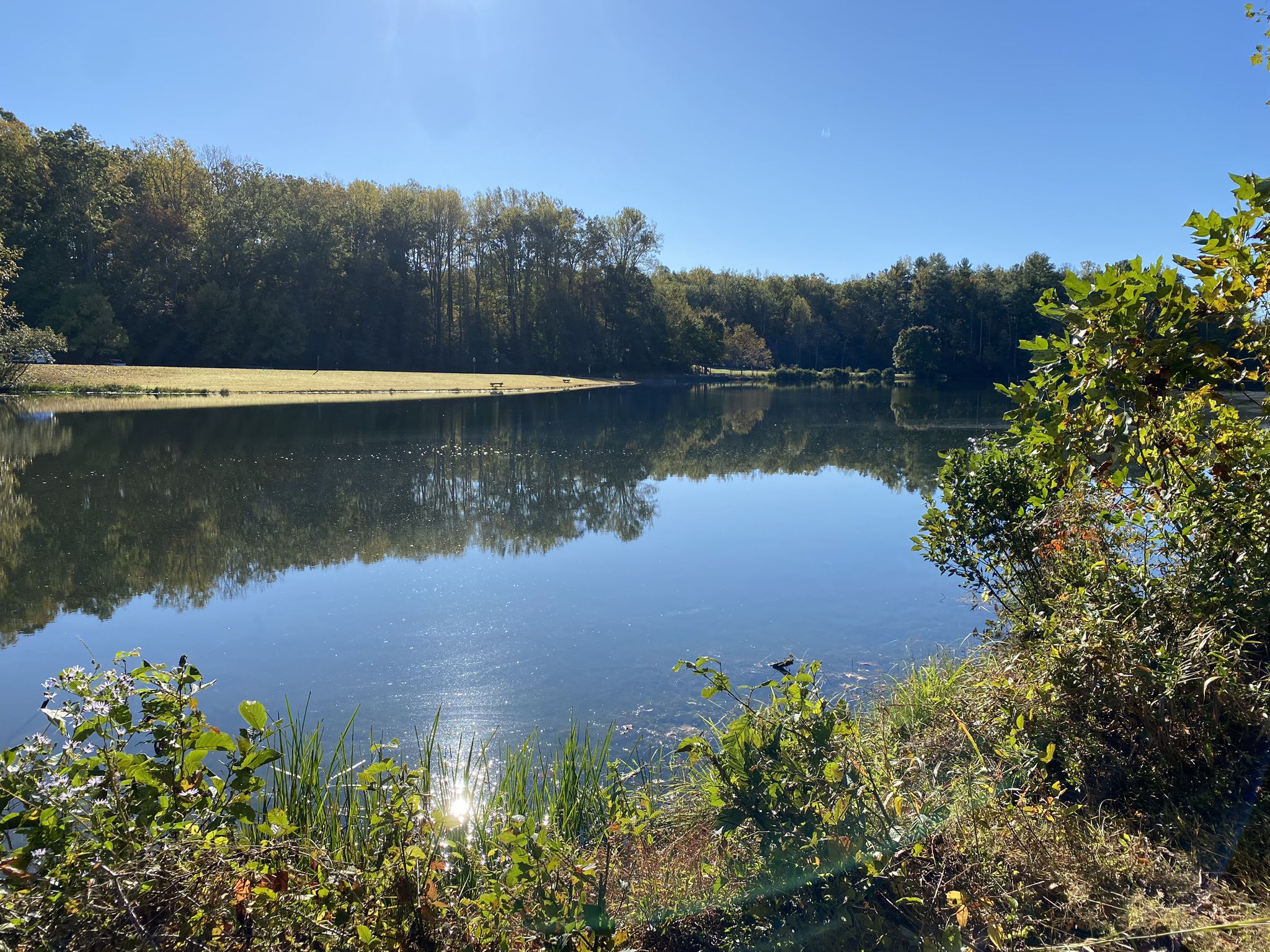 Sunny lake reflecting trees, with a grassy field and dense forest. - Walnut Creek Park loop