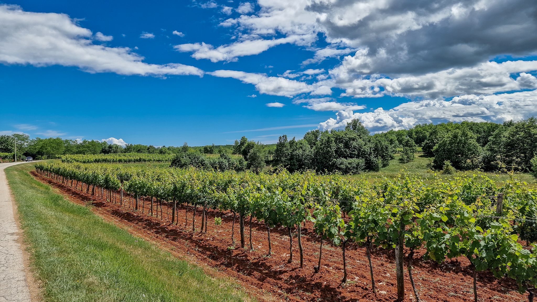 Weinberge nördlich Labin