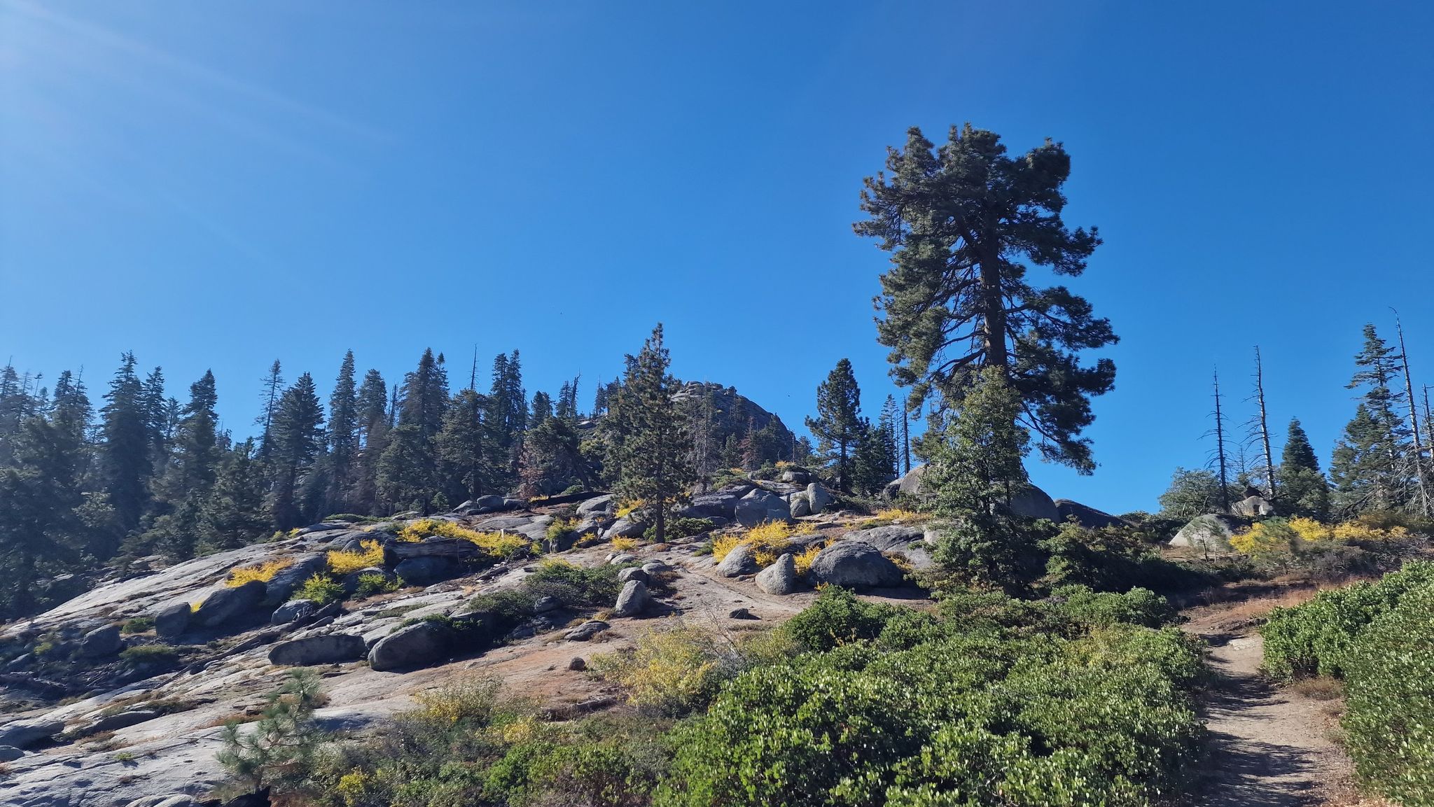 Sunny view of a rocky, forested hillside with tall pine trees. - Buena Vista Peak Trail