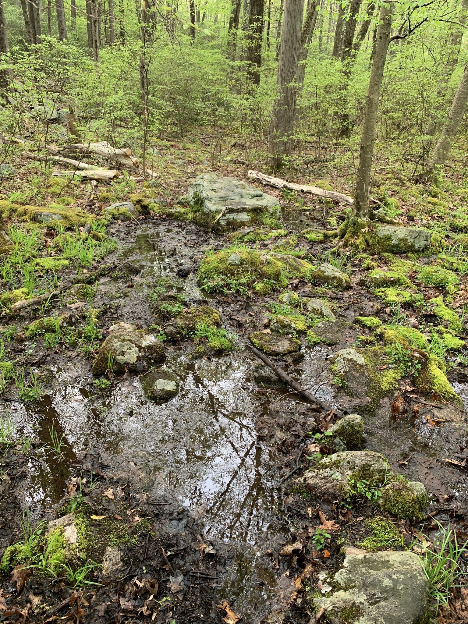 A muddy, rocky forest floor with a large puddle reflecting trees. - Beech Trail and Red Cross Trail Loop