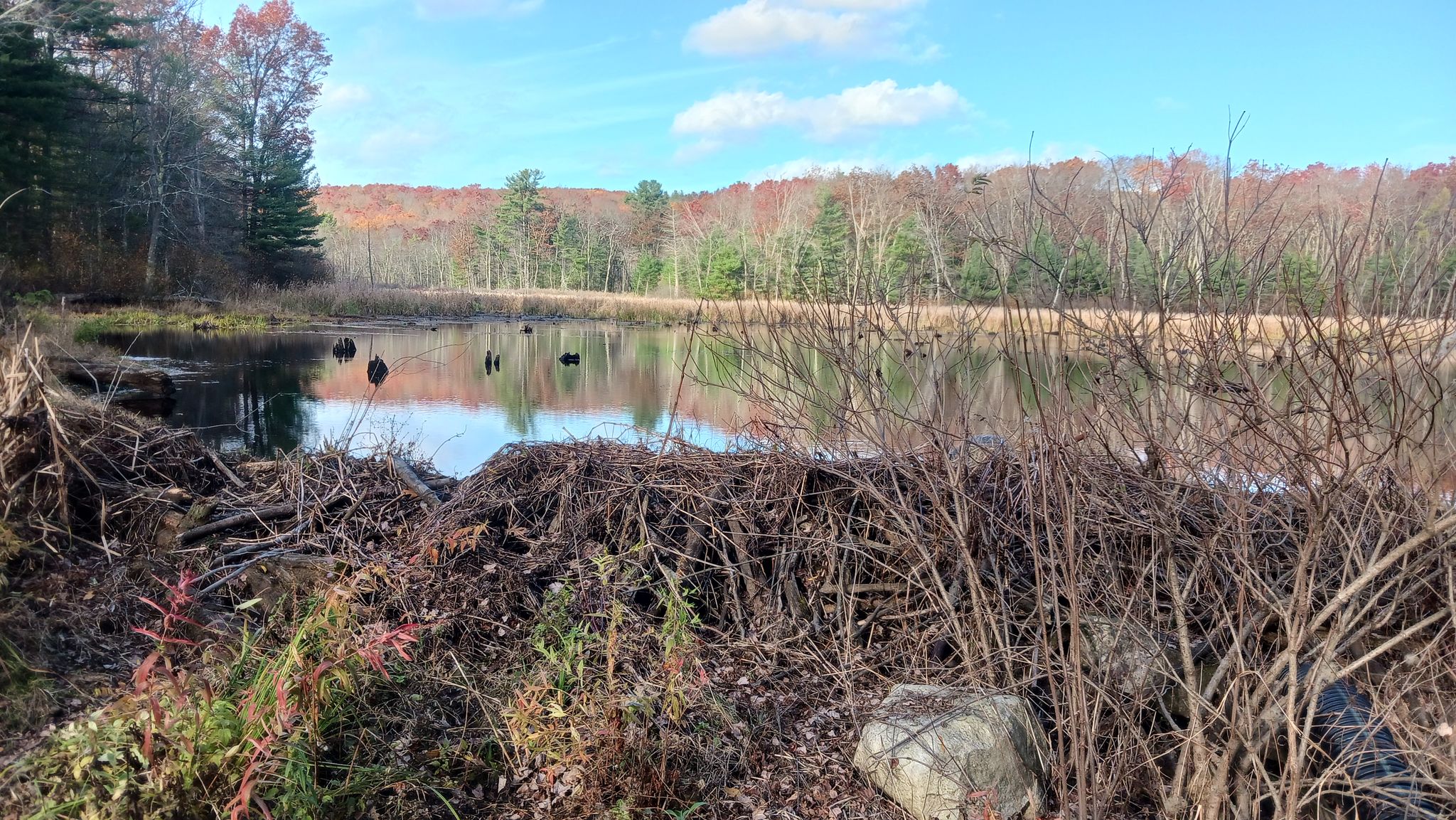 Sunny autumn day at a pond with ducks and forested banks. - Whortleberry Hill Loop