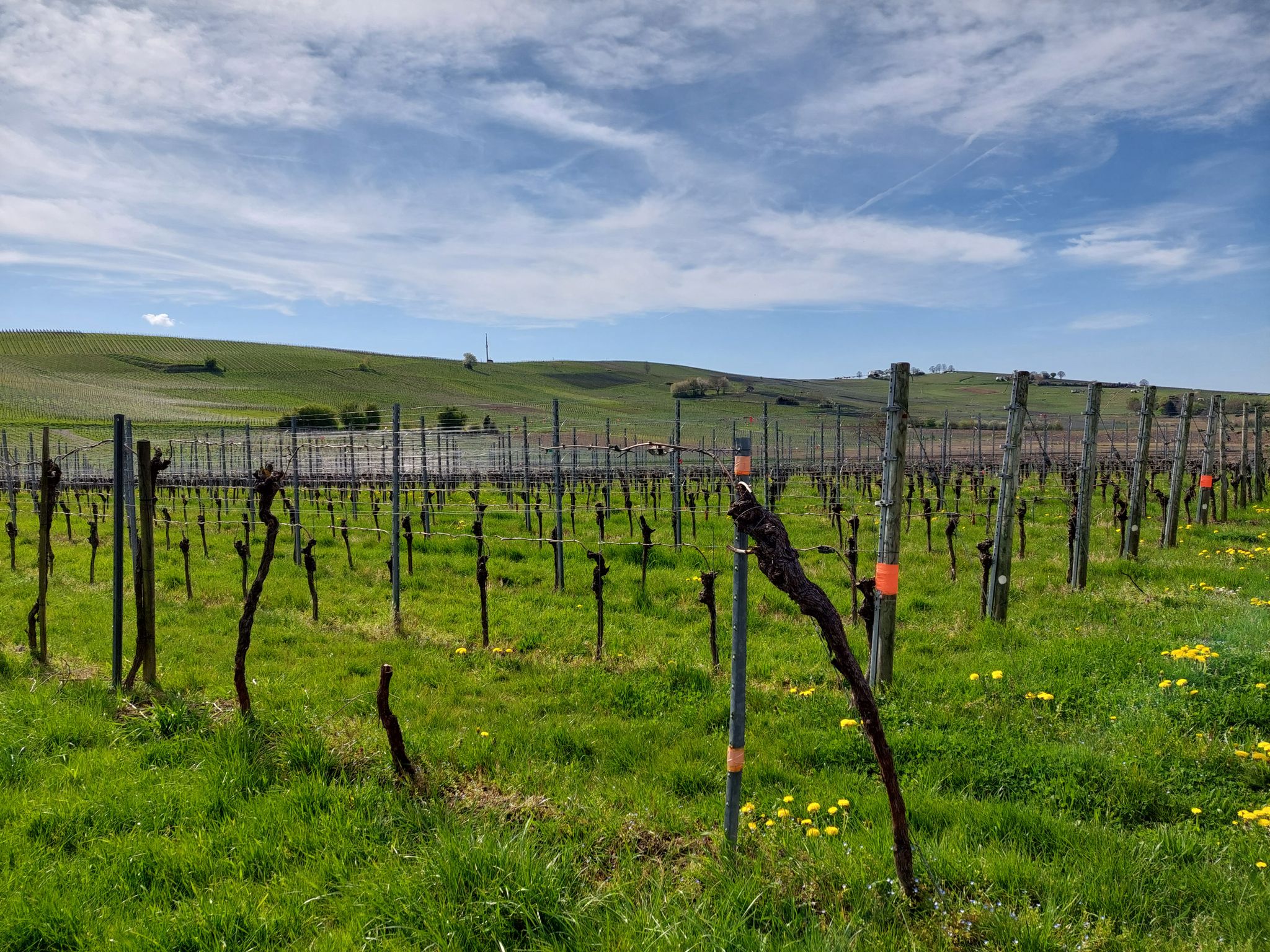 hinter Schallstadt Richtung Scherzingen