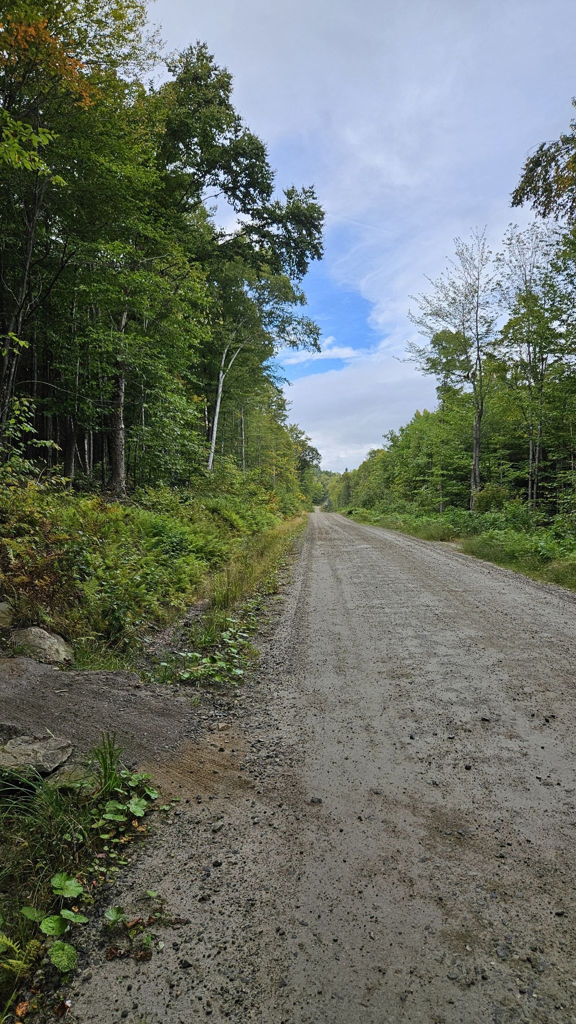 A long, straight gravel road through a dense green forest. - Trailside Stays loop from Dorchester