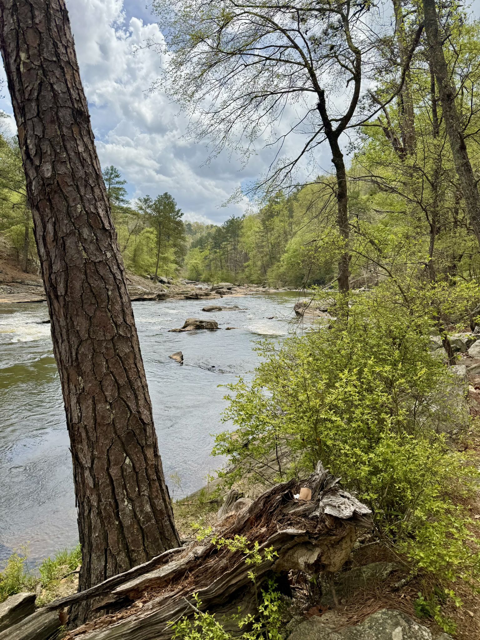 Large tree trunk frames a rocky river flowing through a lush green forest. - New Manchester Mill Ruins – Bridge over Sweetwater Creek loop from Sweetwater Creek State Park