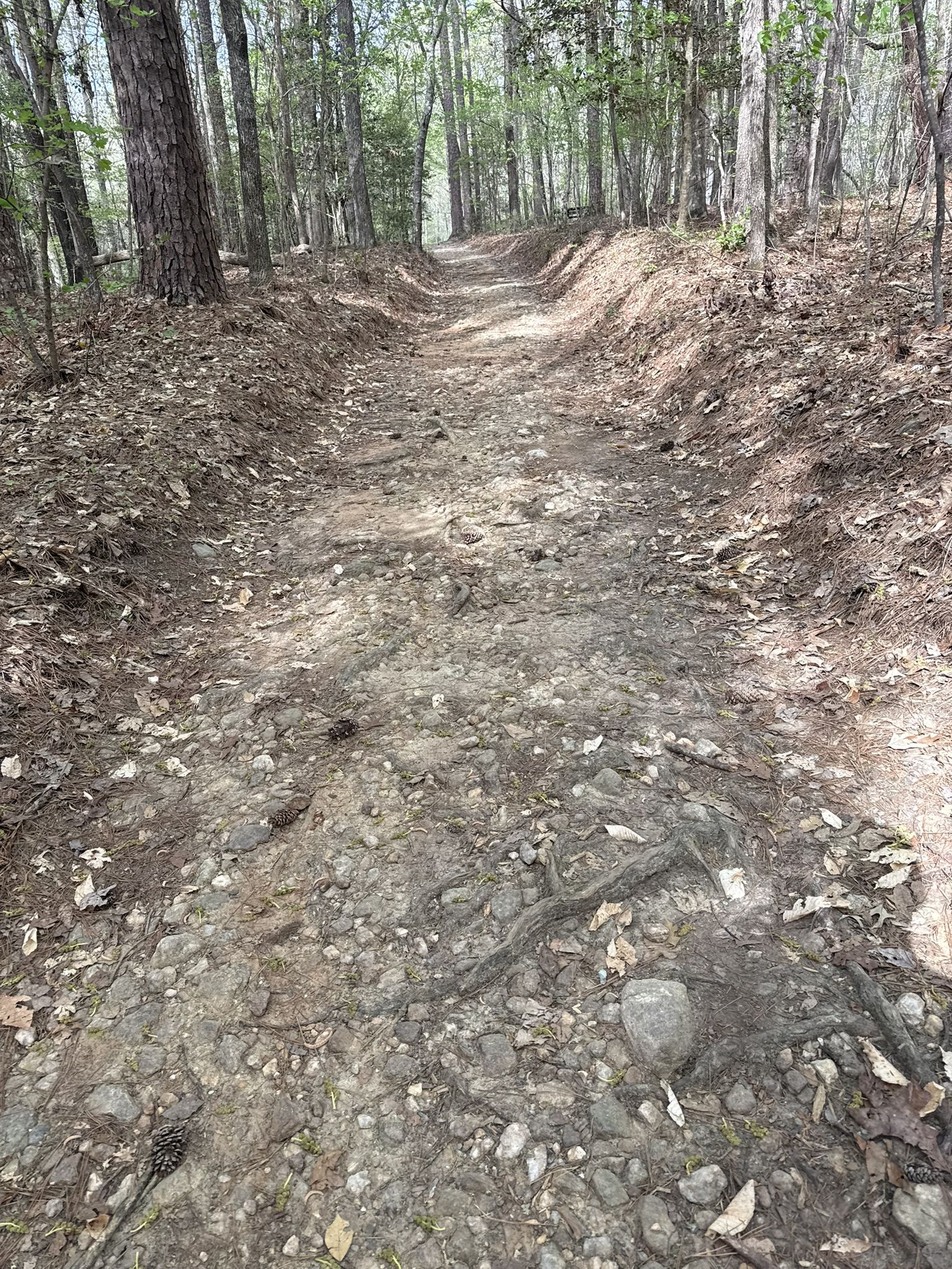 A narrow, rocky dirt path winds through a sunlit forest. - Campbell Creek Loop Trail