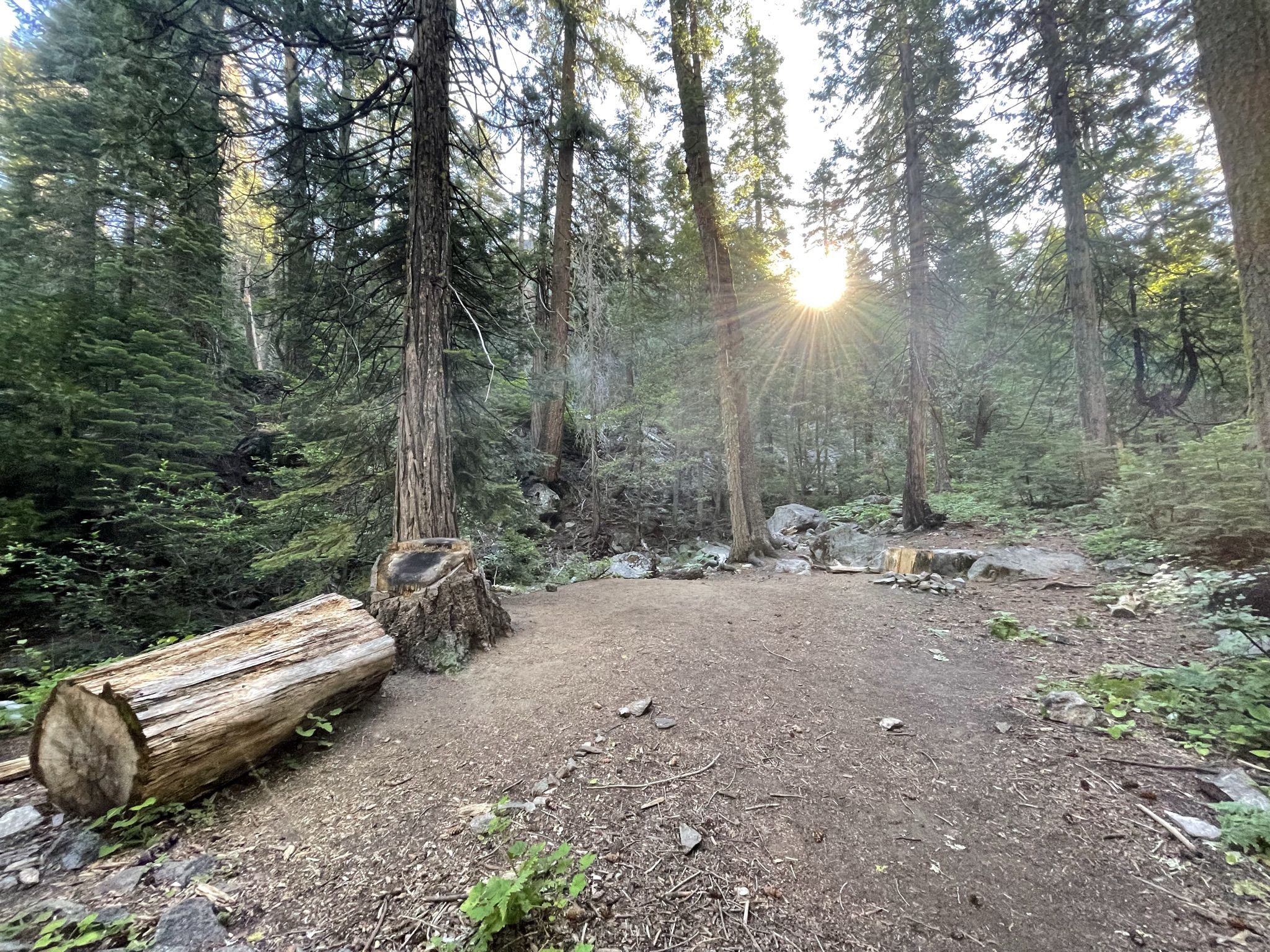 Sunburst over a forest clearing with tall trees and a fallen log. - Pacific Crest Trail: Sierra City to Milton Spring
